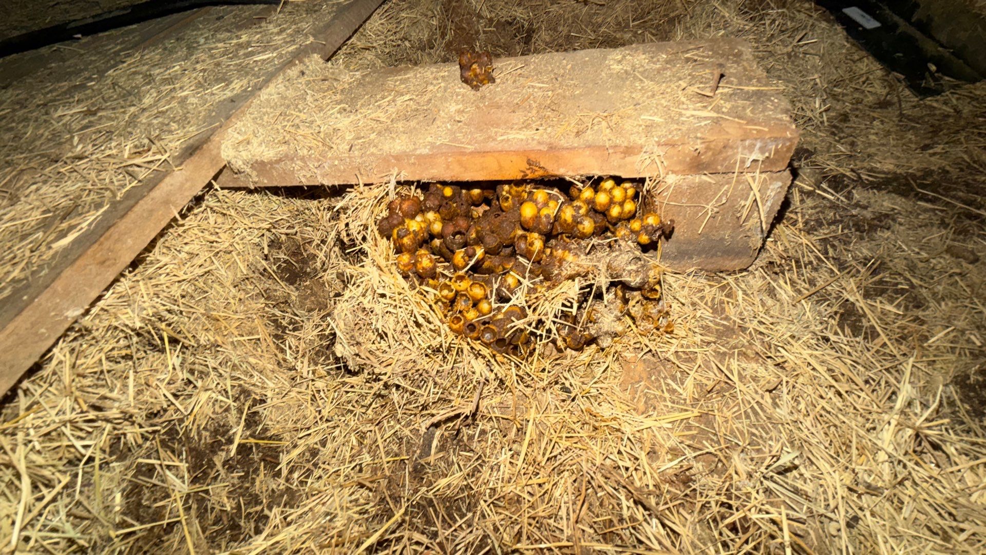 Haystack Bumblebees by Rockwall Honey Bee Company