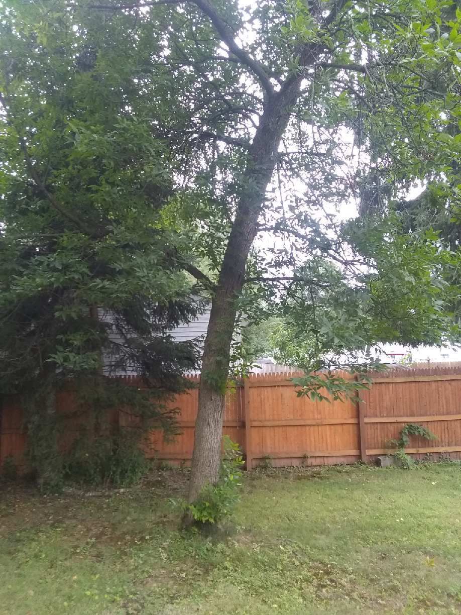 Tree Removal using Tree Removal by Mike Jones & Sons Tree Service LLC 