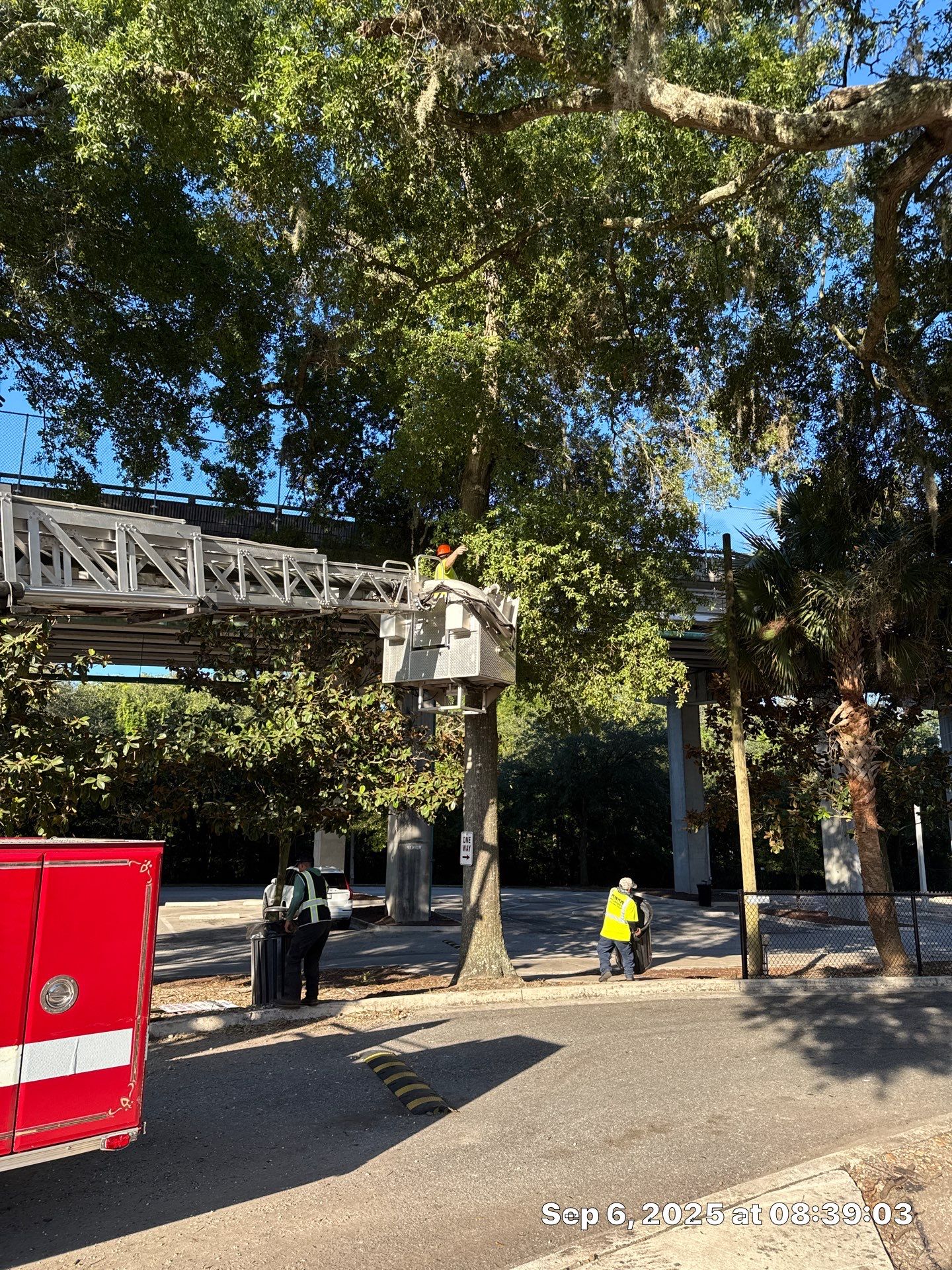 Welcome Center Tree Removal | Episcopal School of Jacksonville by ProGreen Services