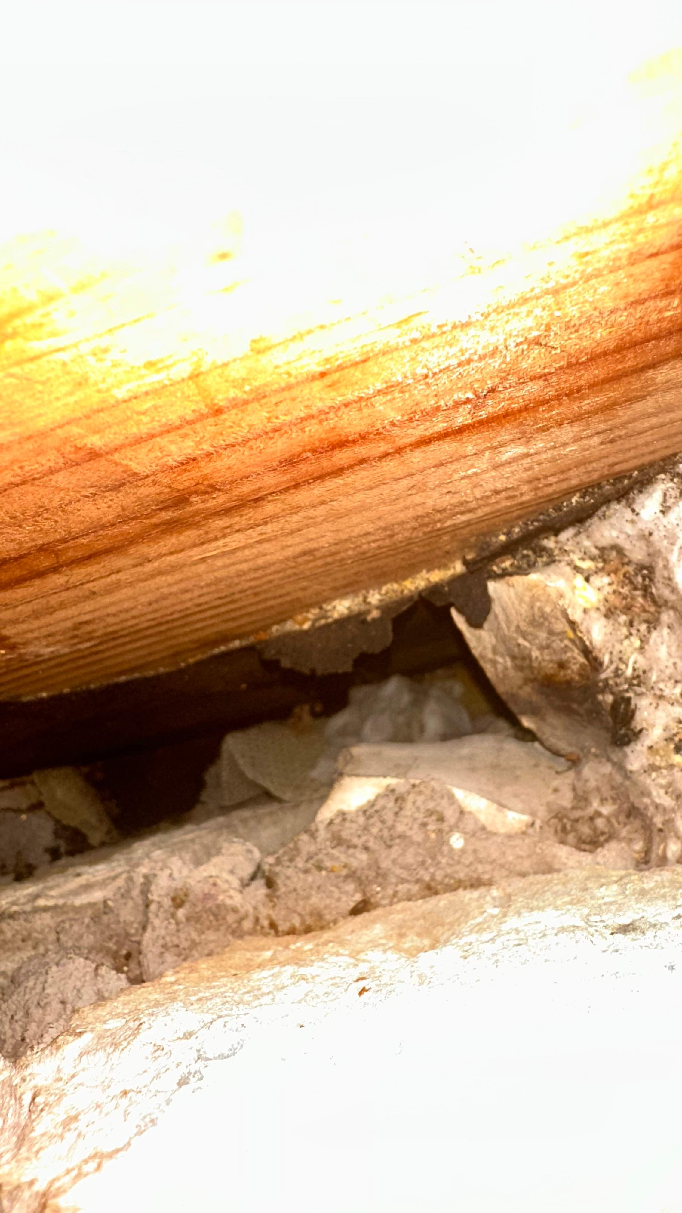 Unsealed Attic by Rockwall Honey Bee Company