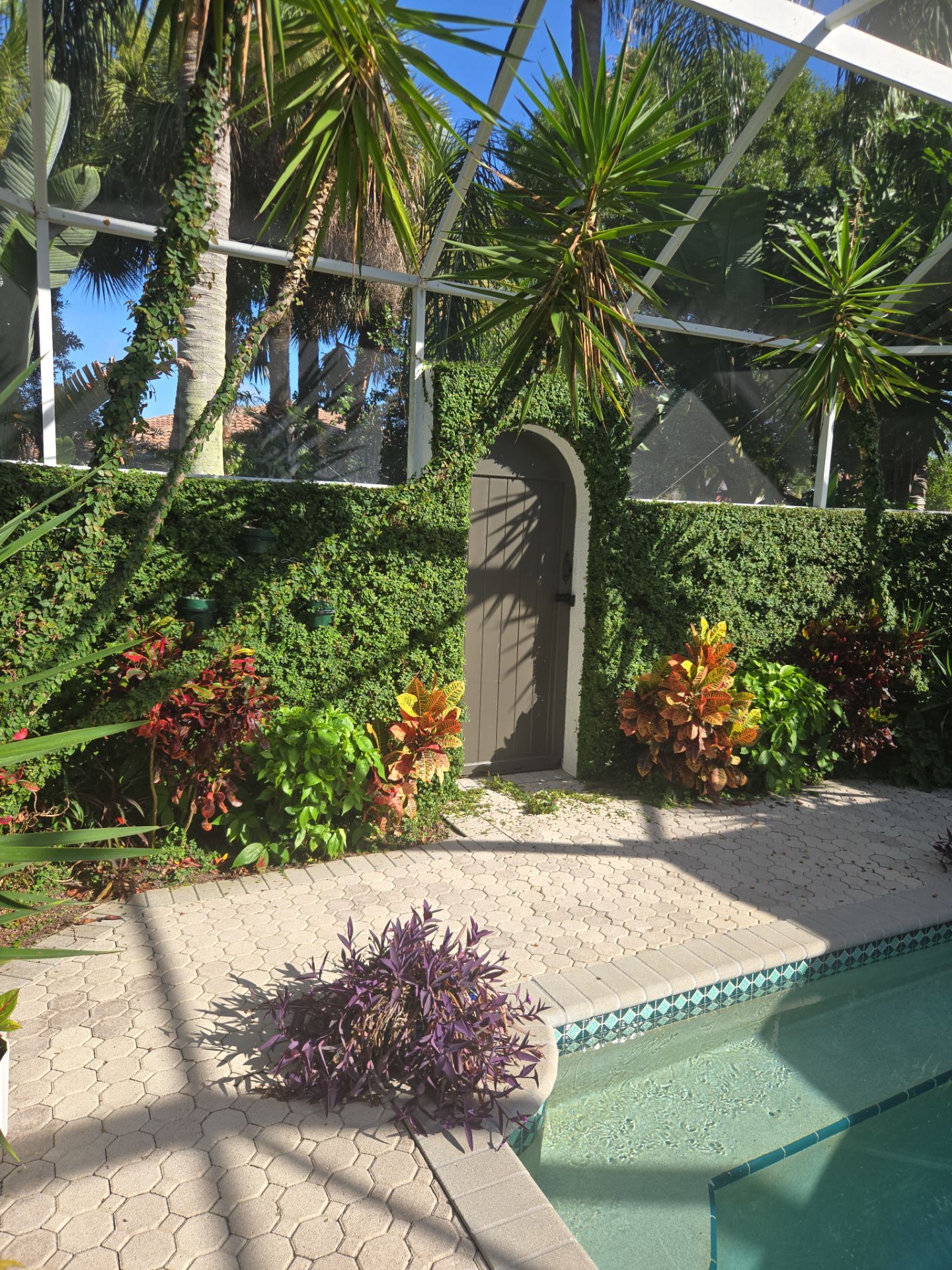 Palm Cove Perfection – Where Every Frond Tells a Story by Alpha Zeta Enterprises Inc