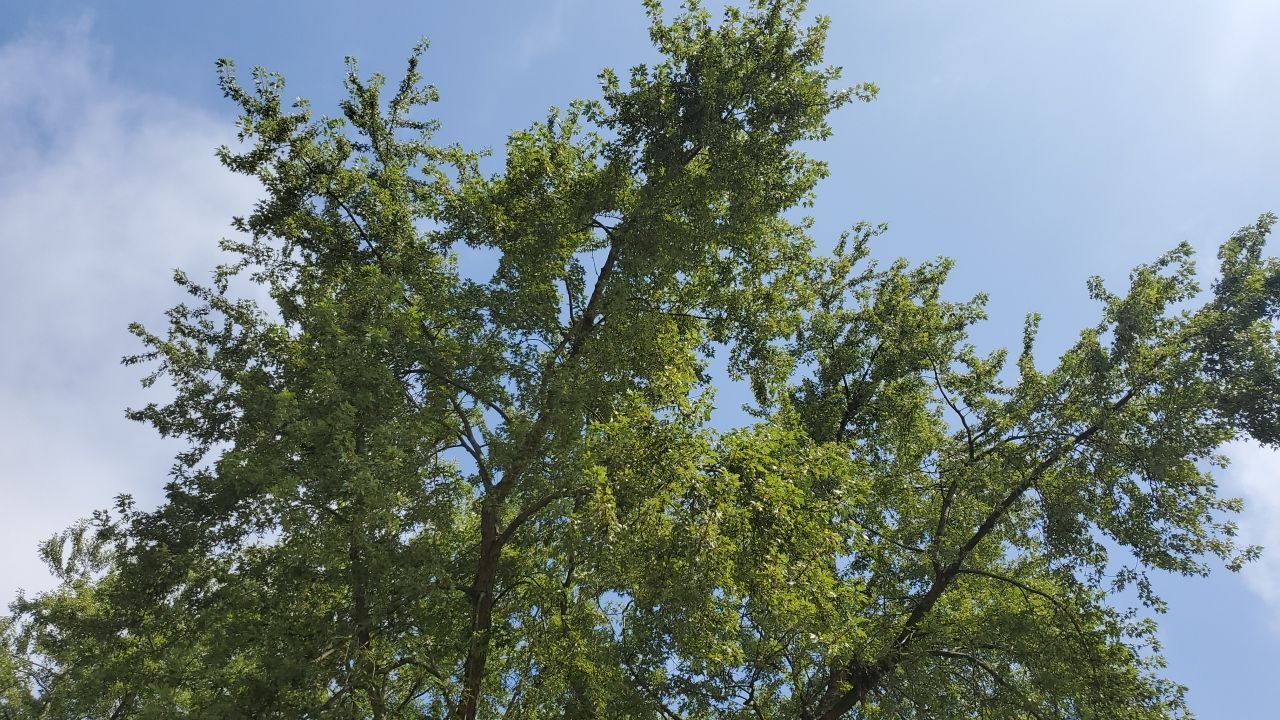 Tree Removal by Mike Jones & Sons Tree Service LLC 