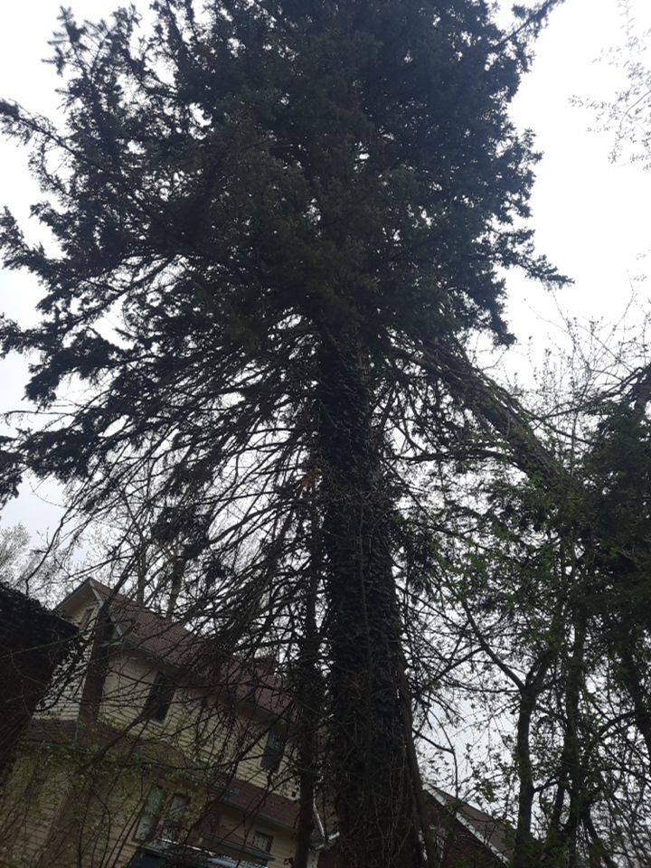 Tree Removal using Tree Removal by Mike Jones & Sons Tree Service LLC 