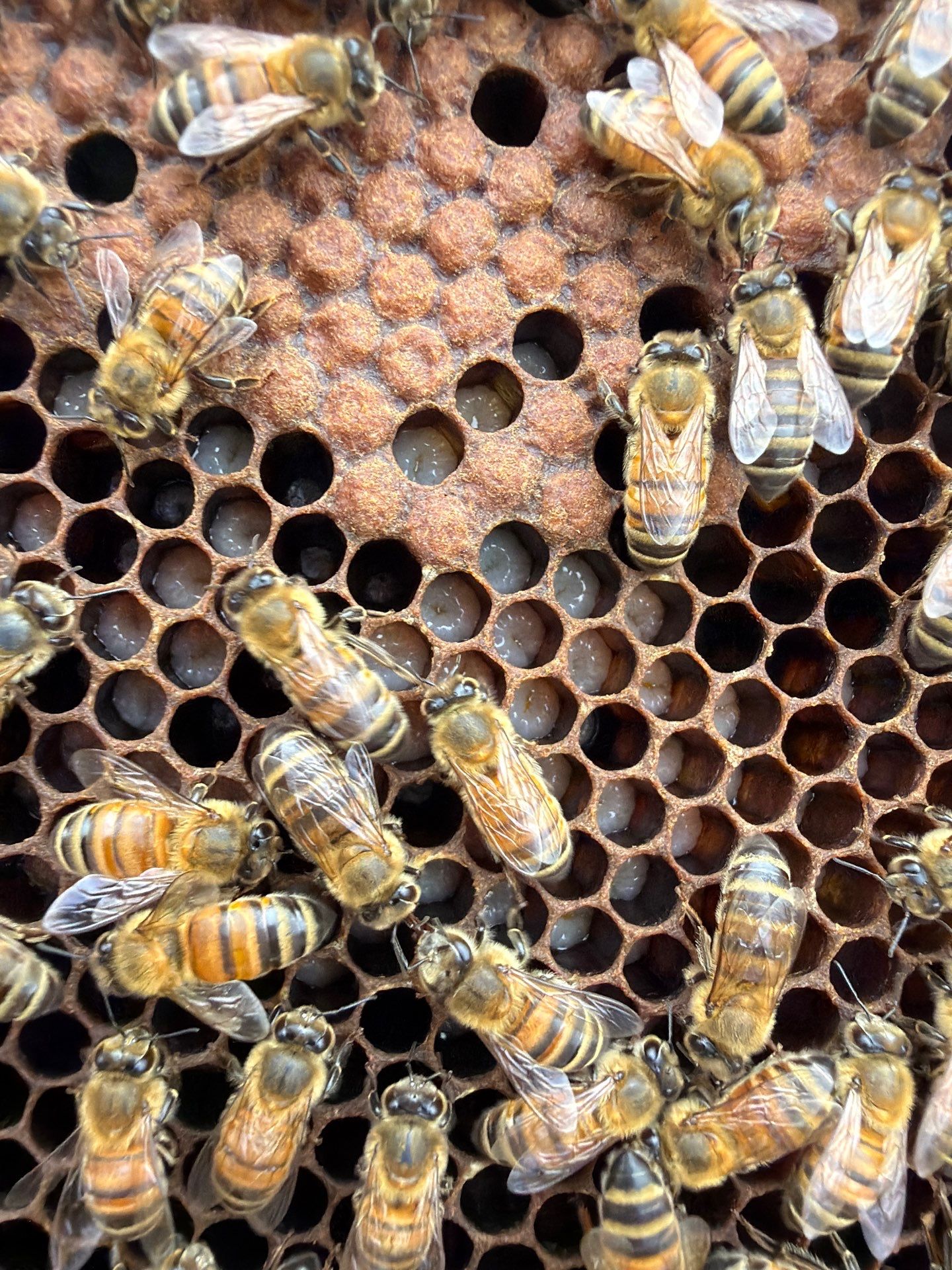 Poolside Bees at Apartment Complex by Rockwall Honey Bee Company