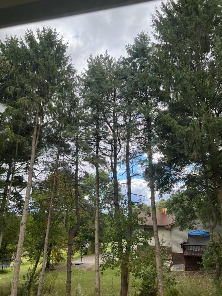 Tree Removal using Tree Removal by Mike Jones & Sons Tree Service LLC 