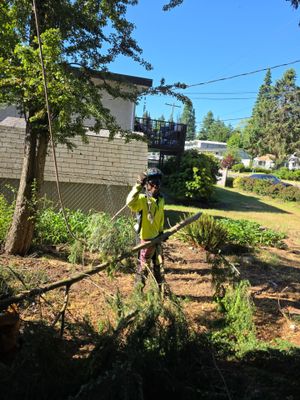 Commercial Tree Removals for Property Manager by Sound Tree Care LLC