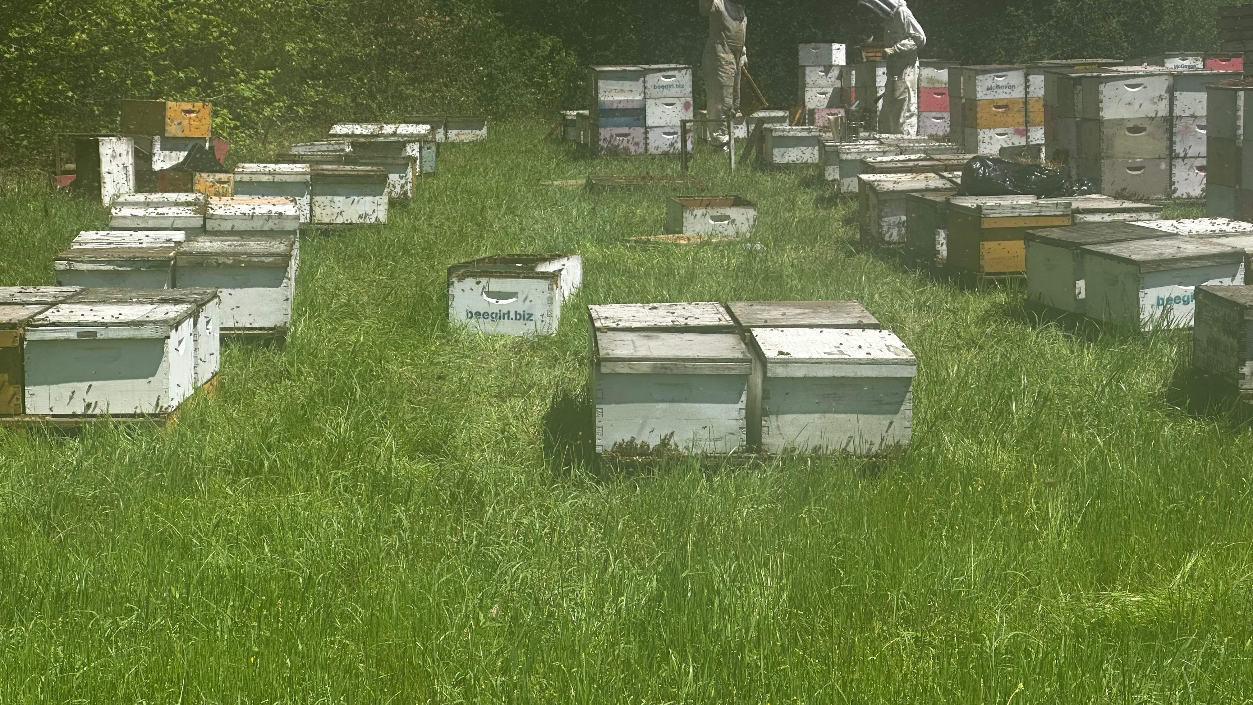 Traylor's Hay Meadow Apiary by Rockwall Honey Bee Company
