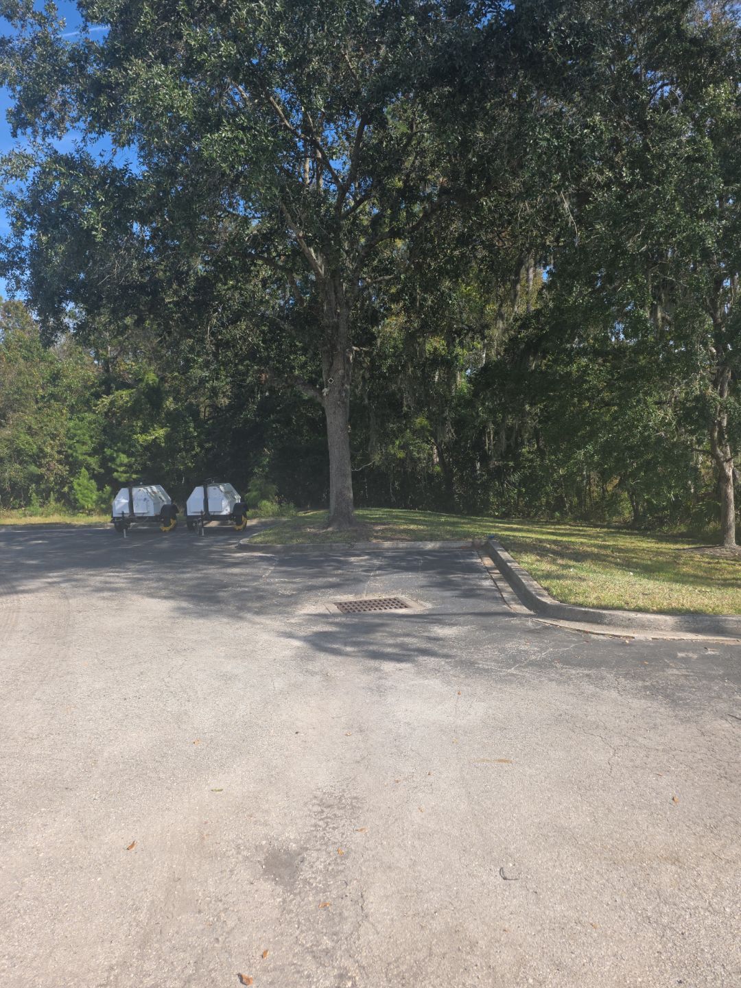 Tree & Palm Trimming | Commercial Property by ProGreen Services