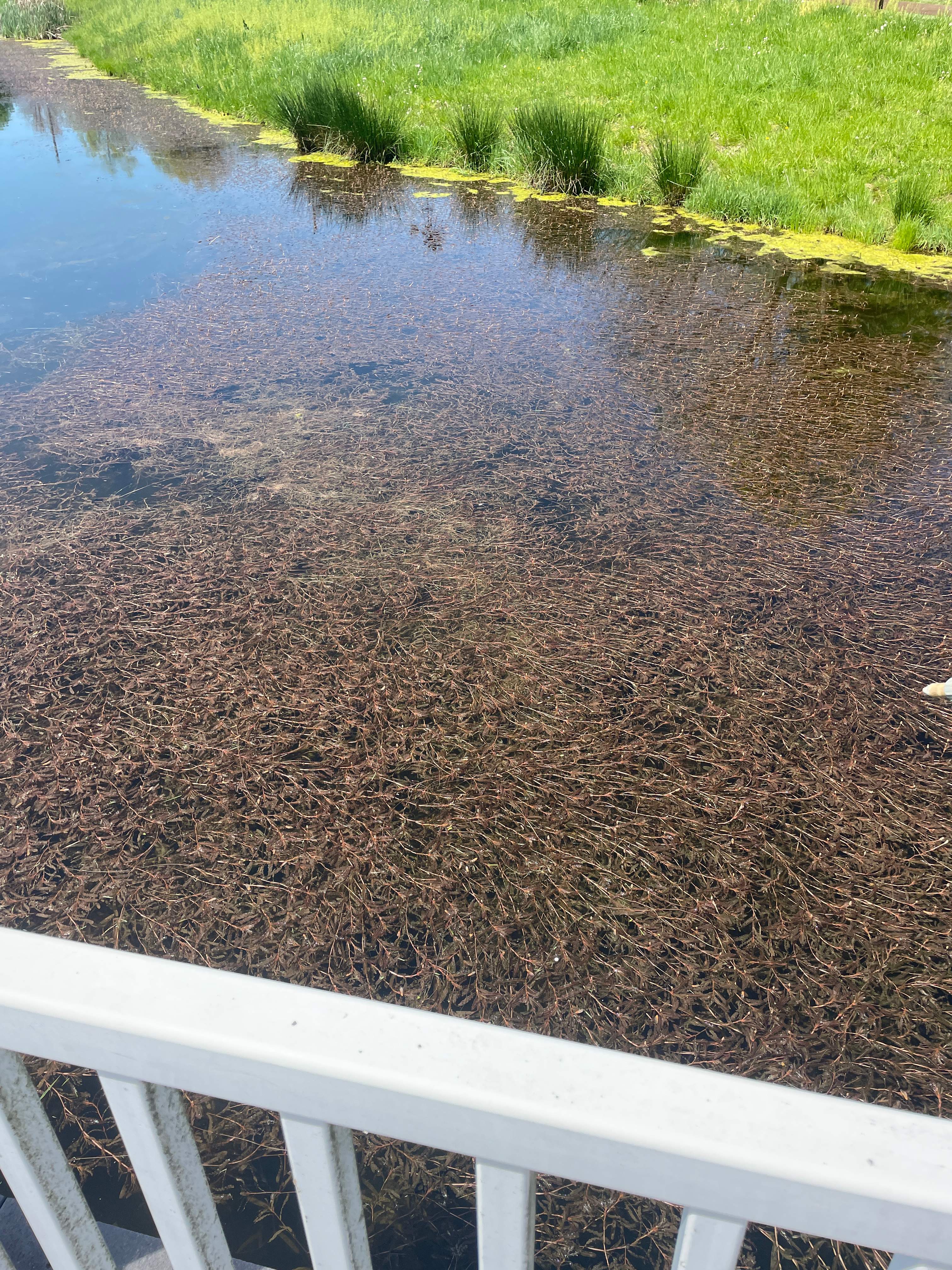 Maas Project by  Bellus Aquatic Solutions