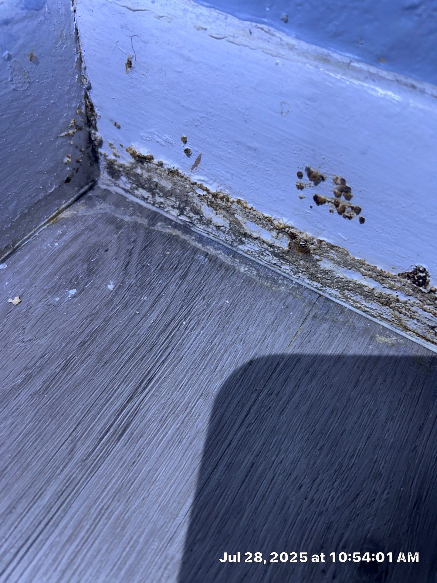 Mold Restoration In Bradenton by Ampm Restoration Services