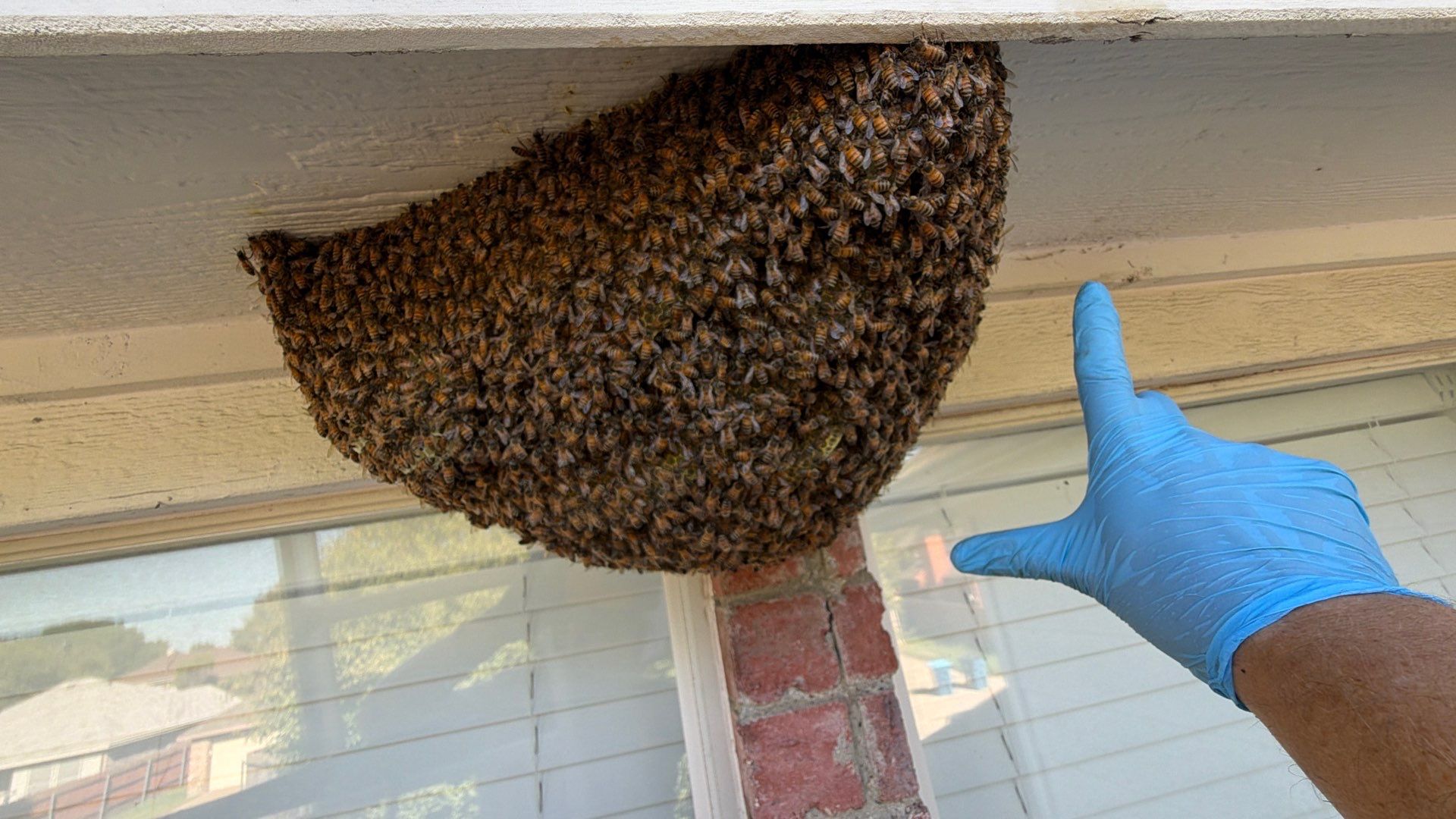 Open Air Colony in Rockwall, TX by Rockwall Honey Bee Company