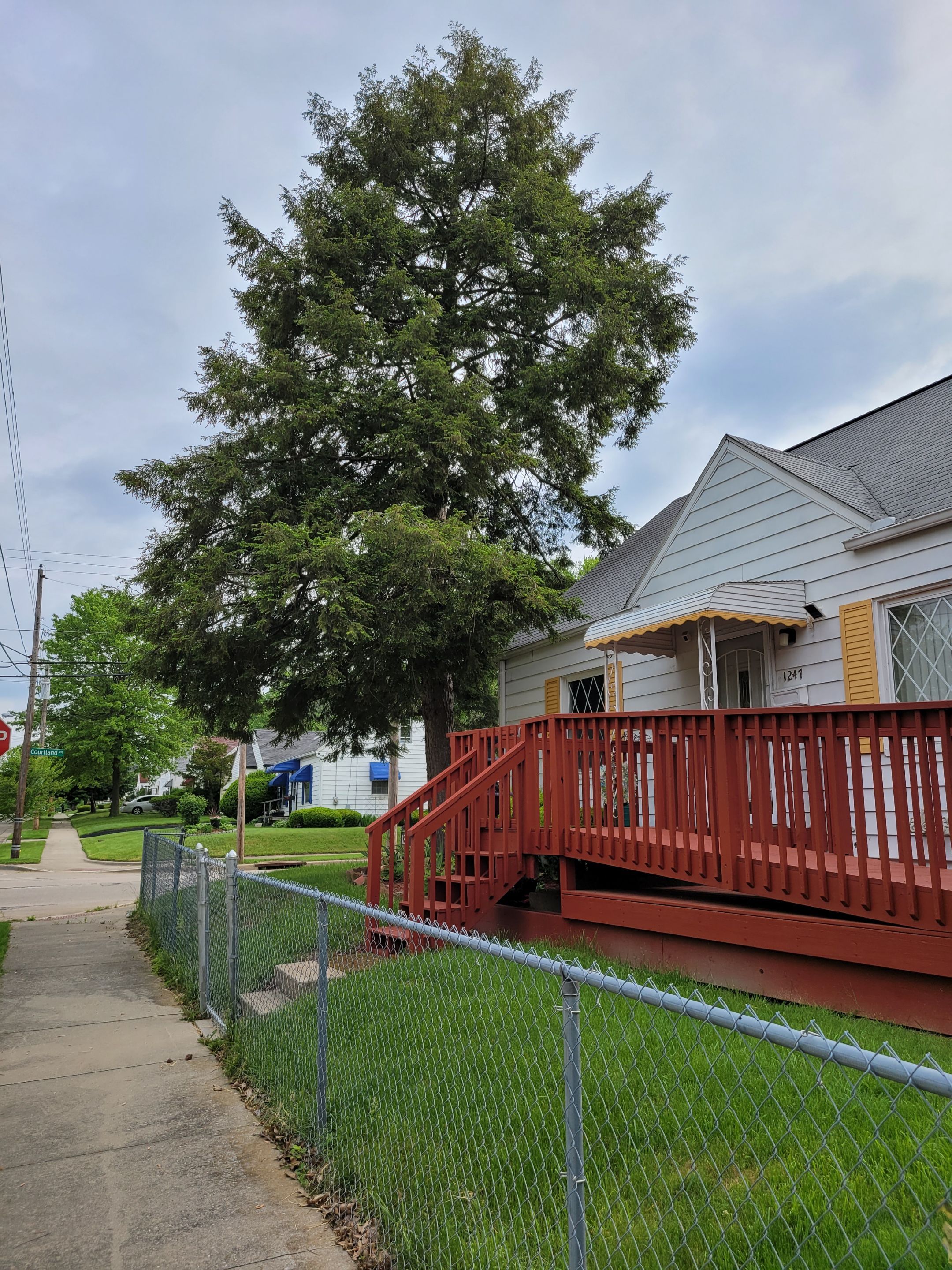 Tree Removal using Tree Removal by Mike Jones & Sons Tree Service LLC 