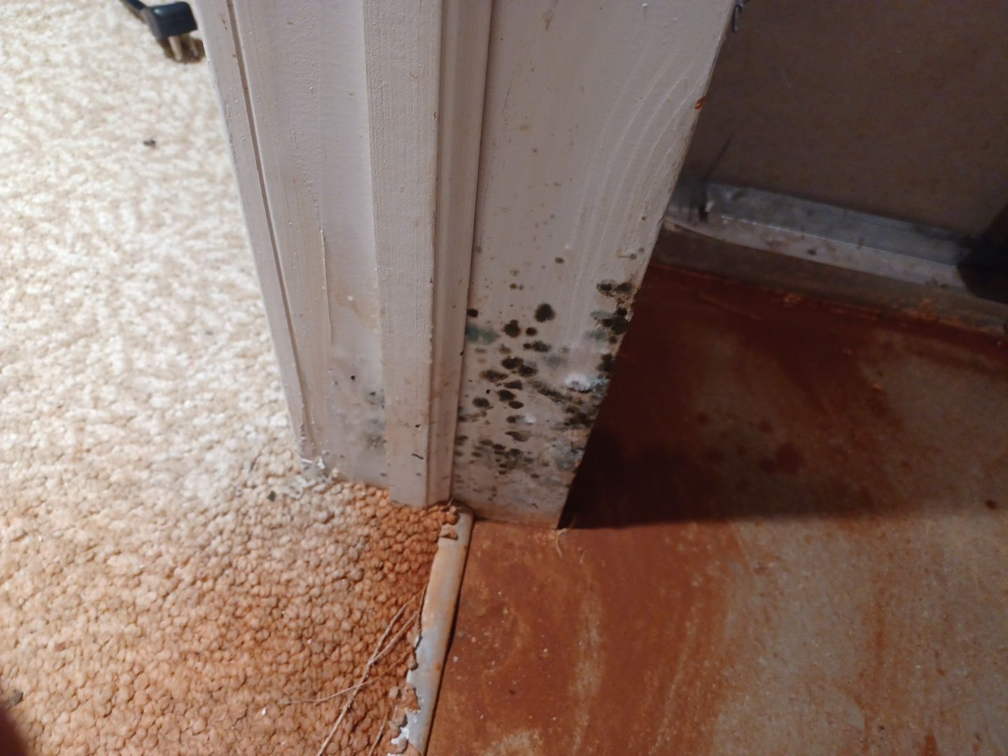 Project in Novi by EzDry Water Mitigation & Property Restoration