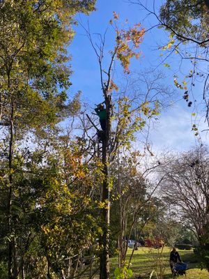Deerwood | Tree Service