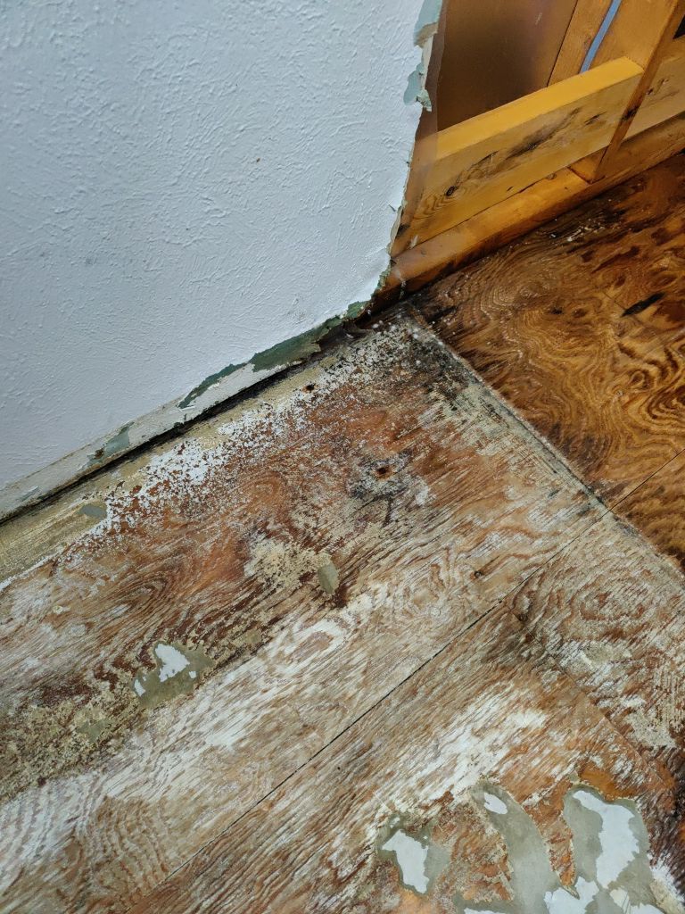 Mold Remediation  by Accountable Home Services