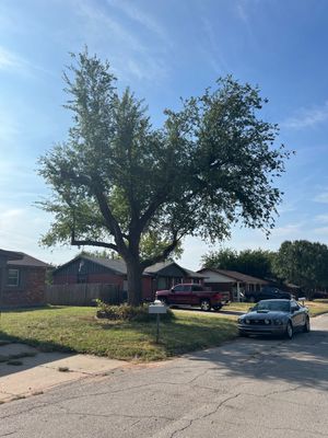 Tree Trimming