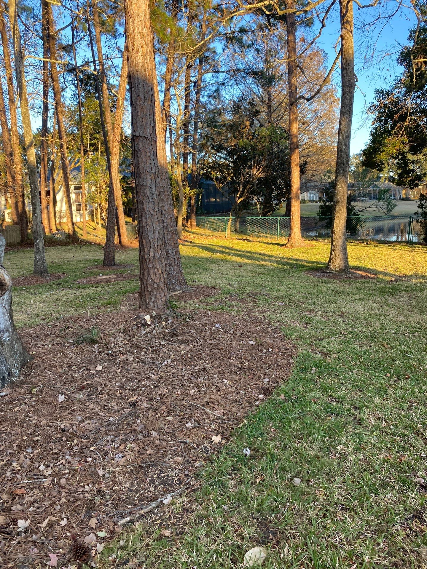 Deerwood Resident | Tree Removal & Clean-Up by ProGreen Services