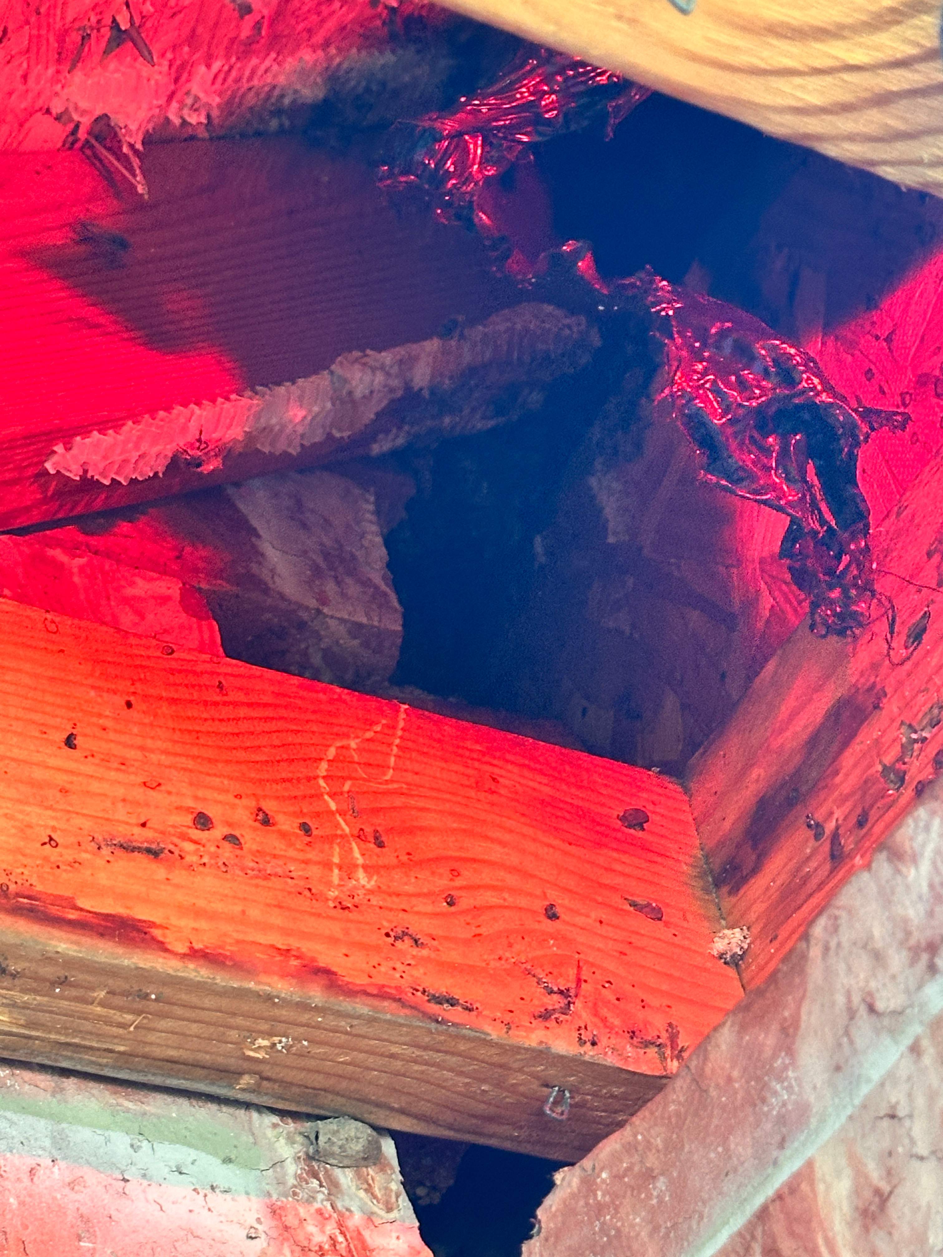 Yes, Professor. by Rockwall Honey Bee Company