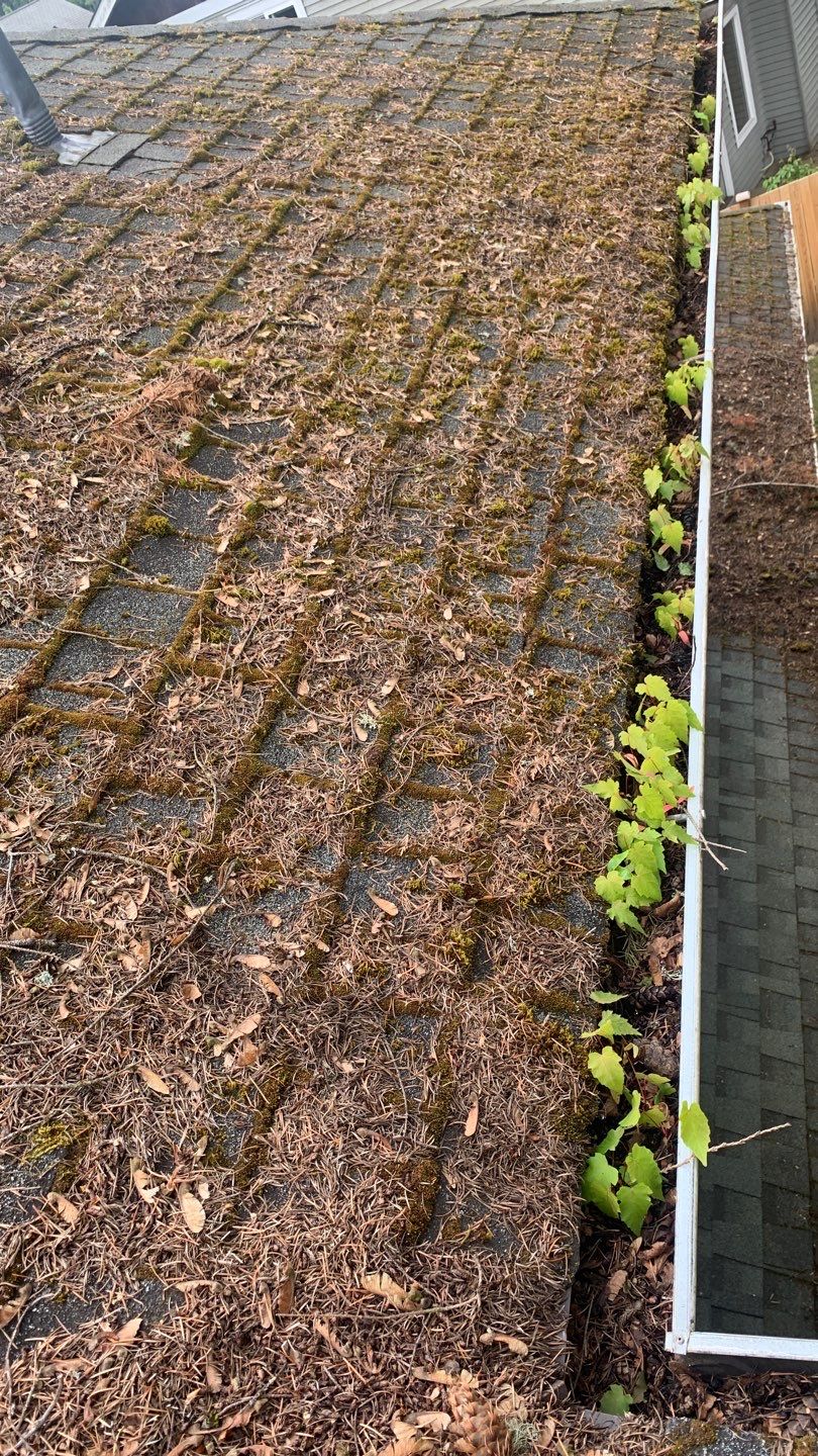 Softwashed in many Years back, and organic regrowth significant by DawnSky LLC