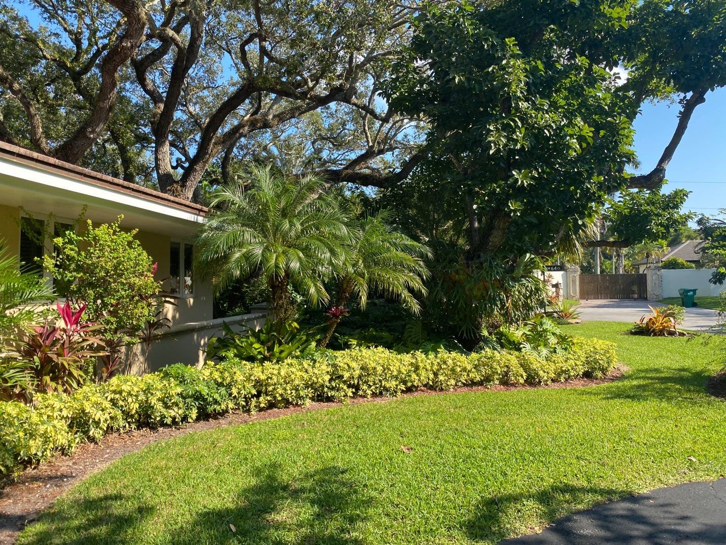 Tropical Residential Landscape in Pinecrest  by Nature's Dream Landscape and Tree Service