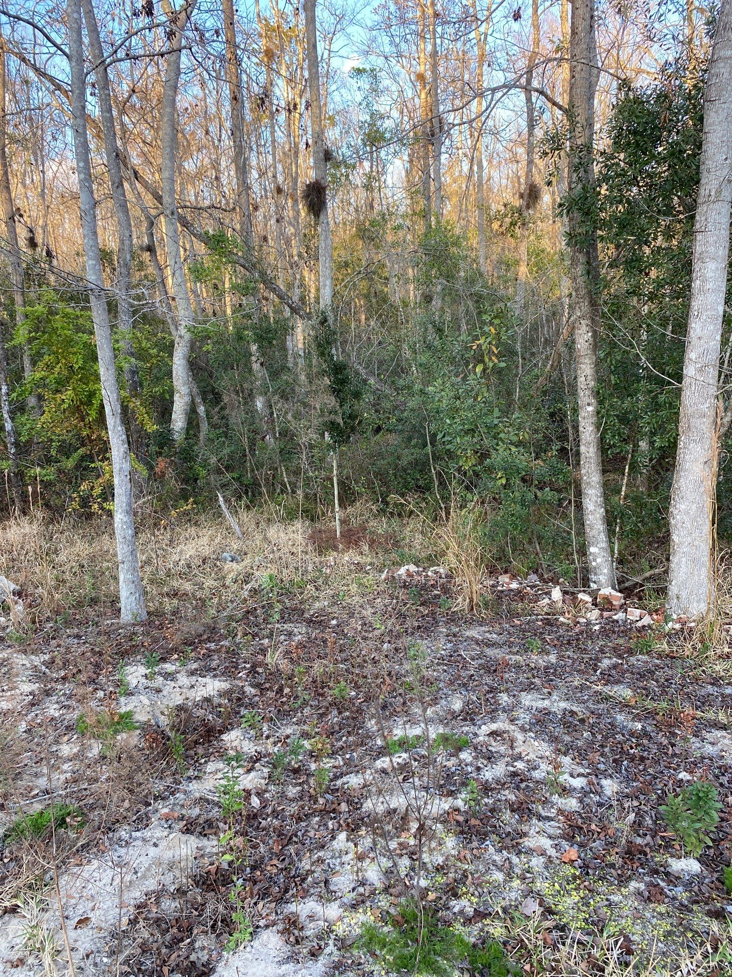 Deerwood Resident | Tree Install by ProGreen Services
