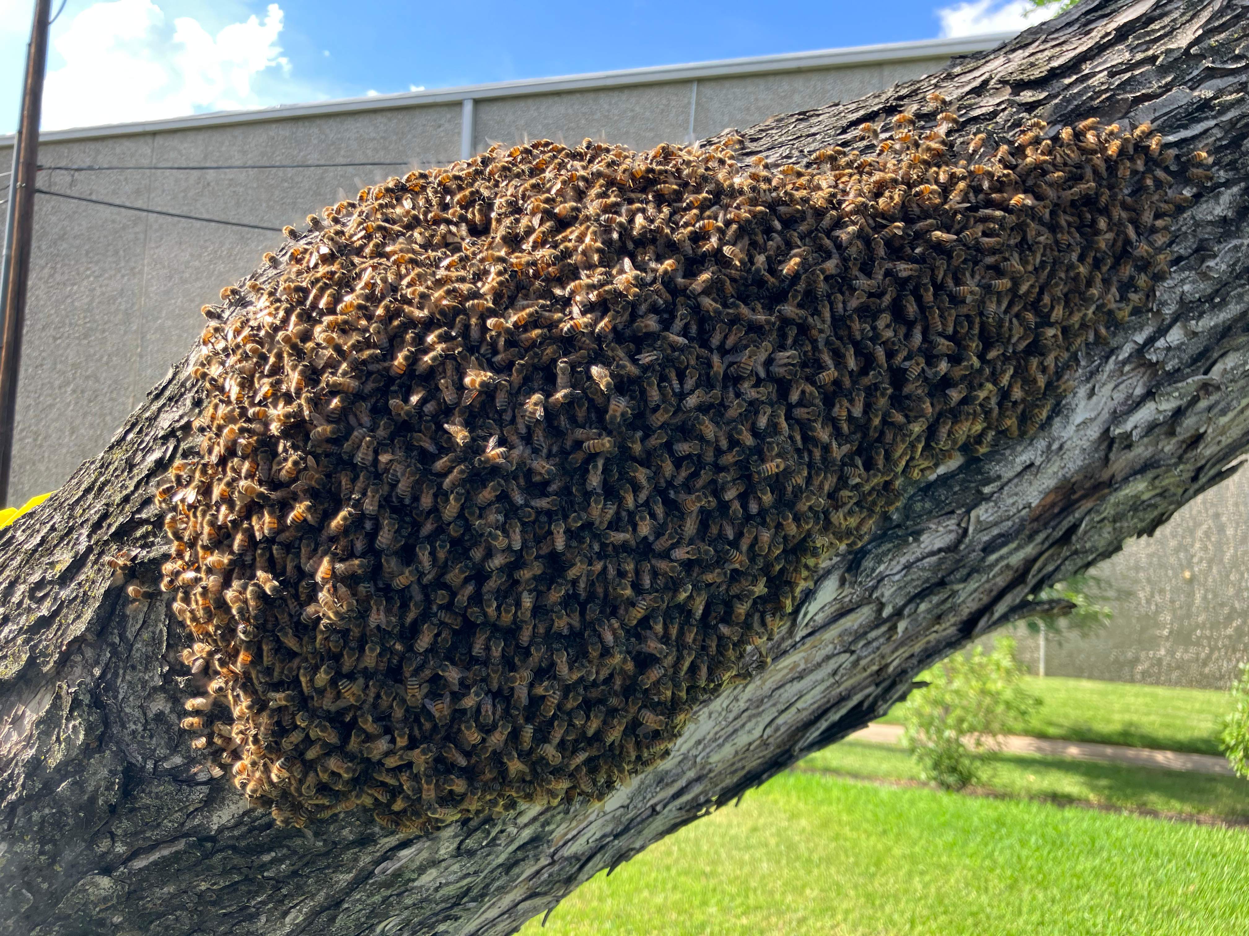 Favorite Tree Job by Rockwall Honey Bee Company