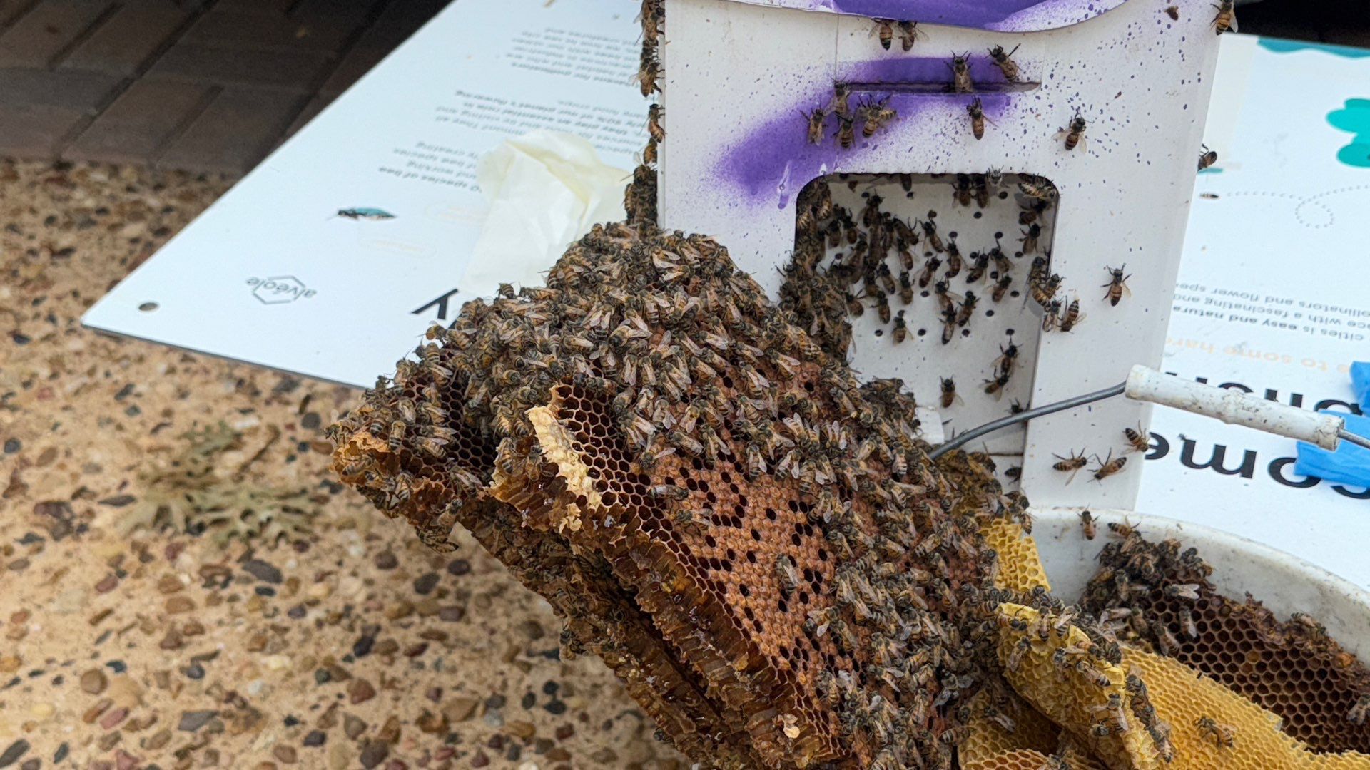Wedged and Woody Bees by Rockwall Honey Bee Company