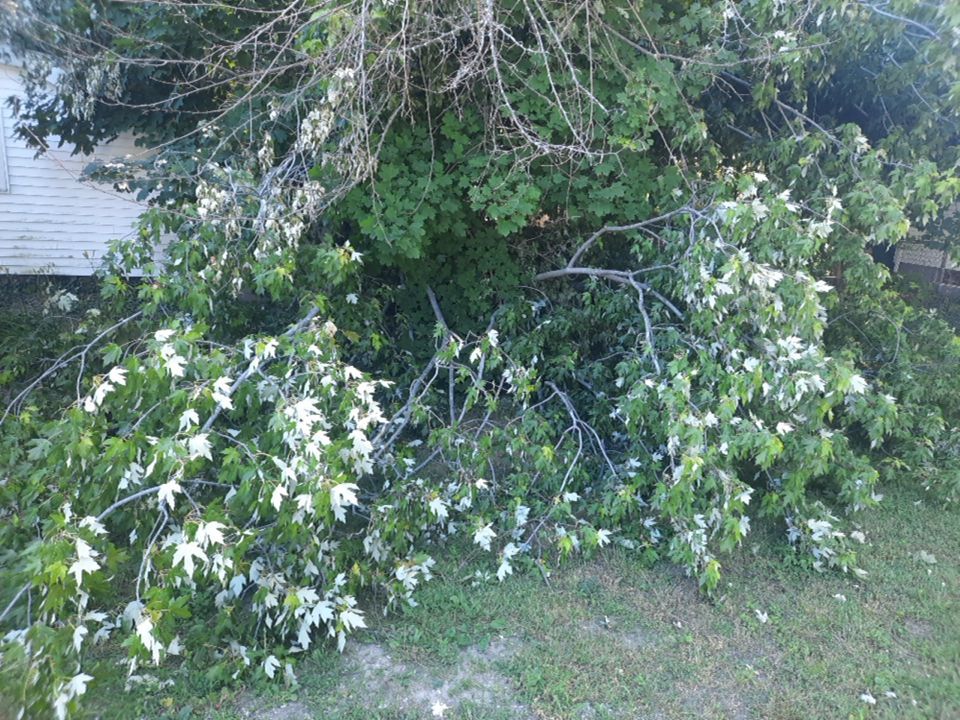 Storm Damaged Tree Removal  using Tree Removal by Mike Jones & Sons Tree Service LLC 