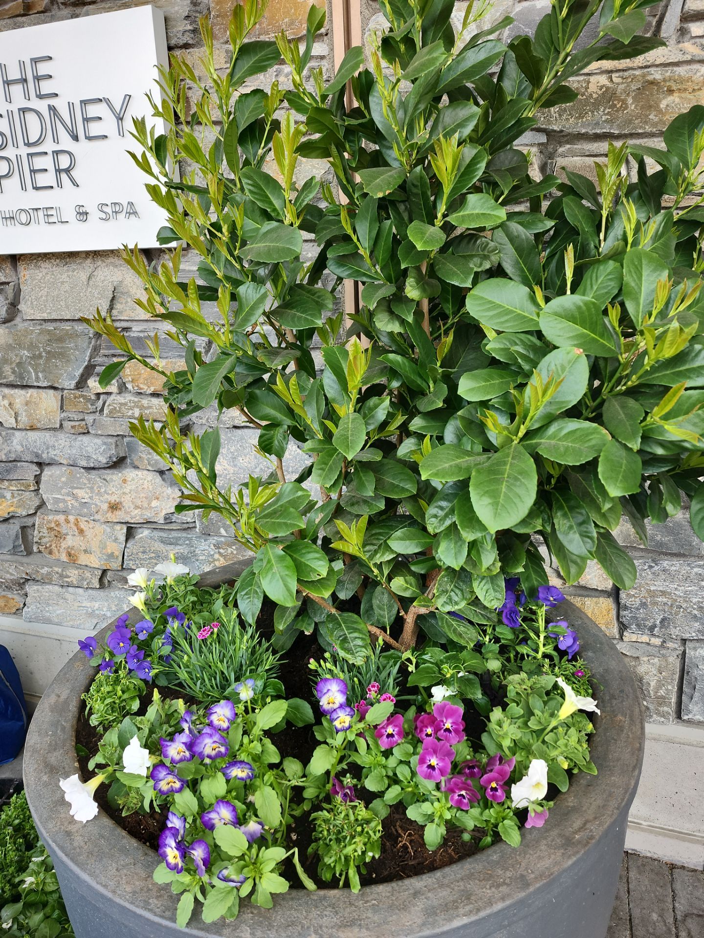 Sidney Pier by Habanero Garden and Exterior Care