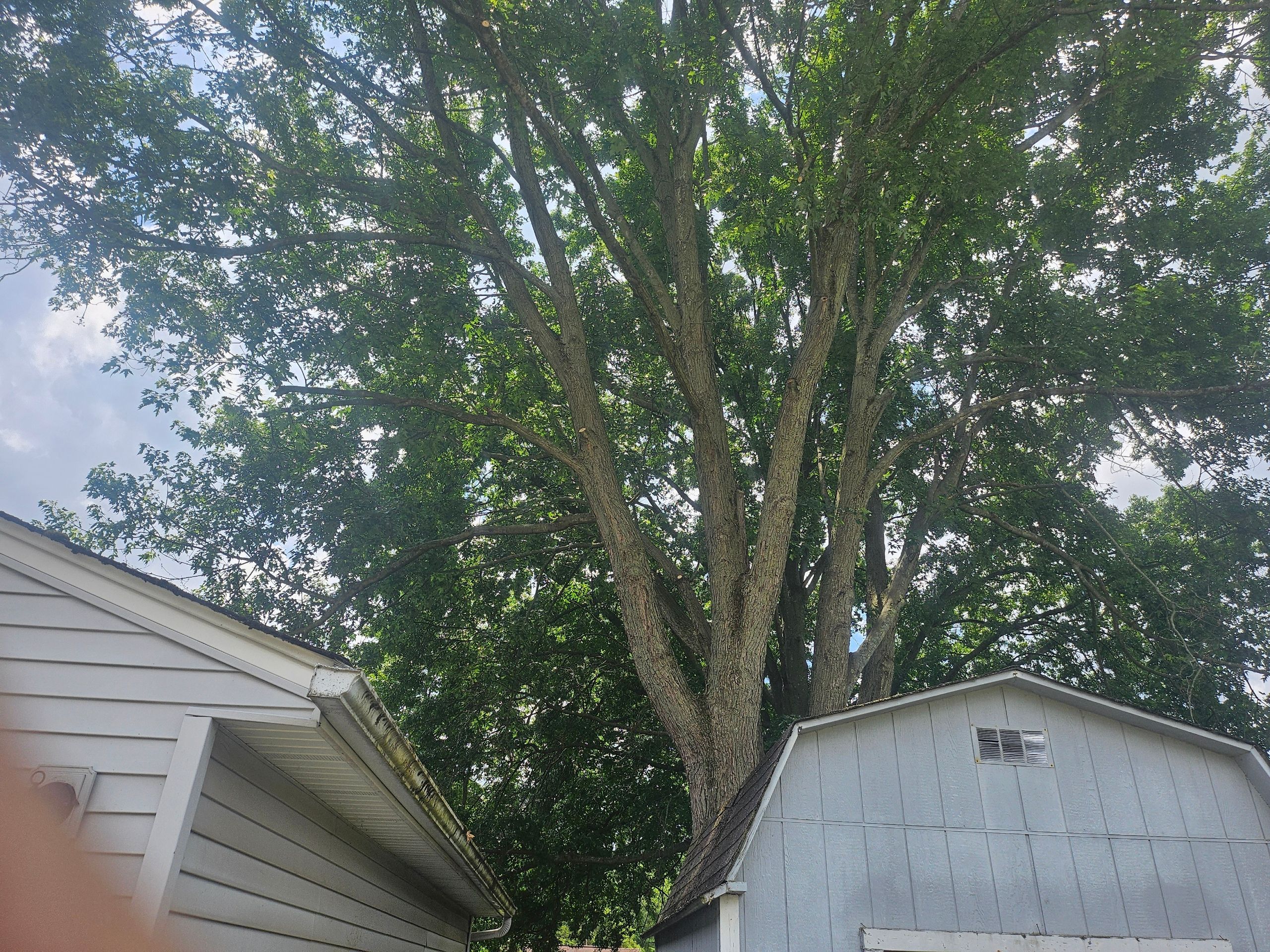 Tree Trimming using Tree Pruing by Mike Jones & Sons Tree Service LLC 
