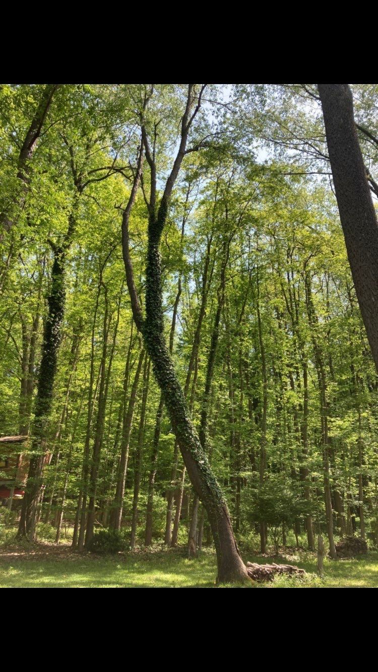 Tree Removal using Tree Removal by Mike Jones & Sons Tree Service LLC 