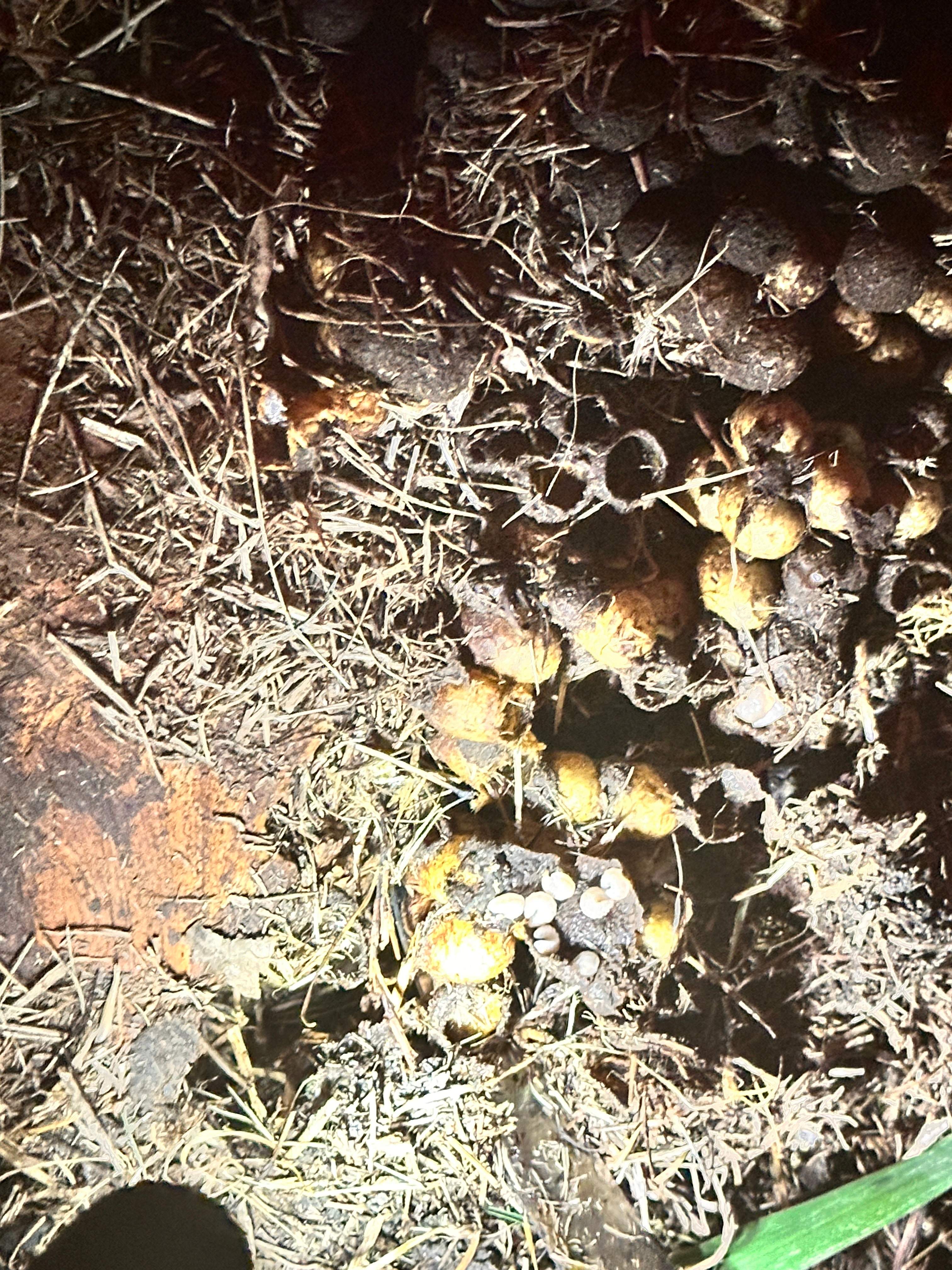 Bumblebees! by Rockwall Honey Bee Company