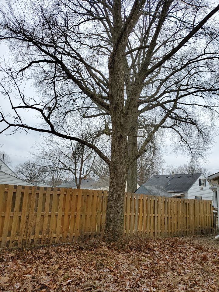 Tree Removal using Tree Removal by Mike Jones & Sons Tree Service LLC 