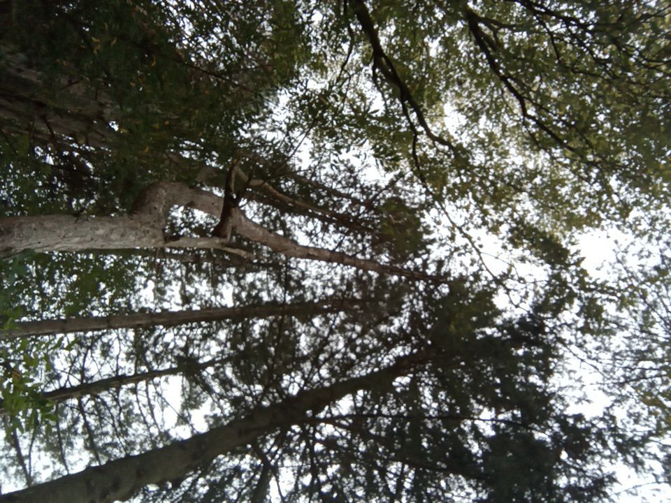 Tree Removal using Tree Removal by Mike Jones & Sons Tree Service LLC 