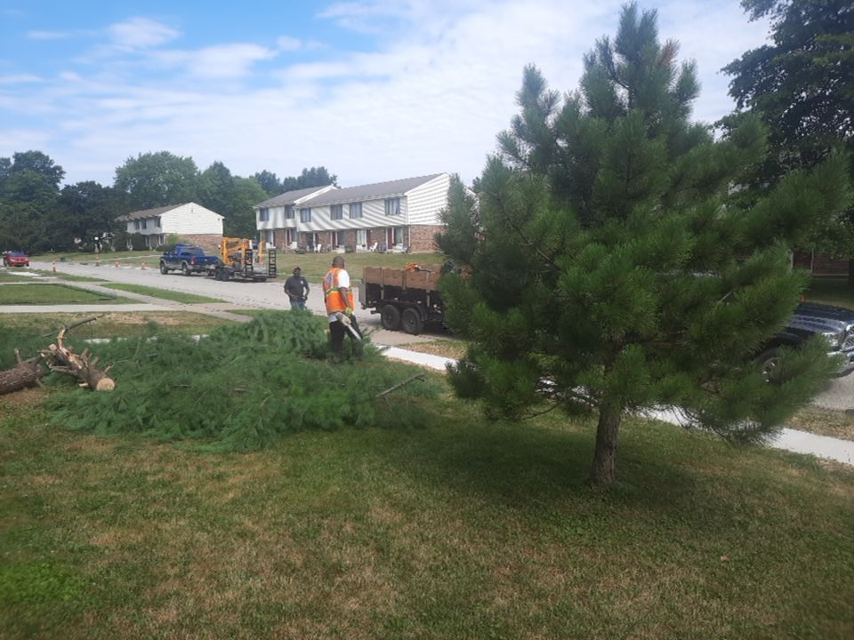 Tree Removal using Tree Removal by Mike Jones & Sons Tree Service LLC 
