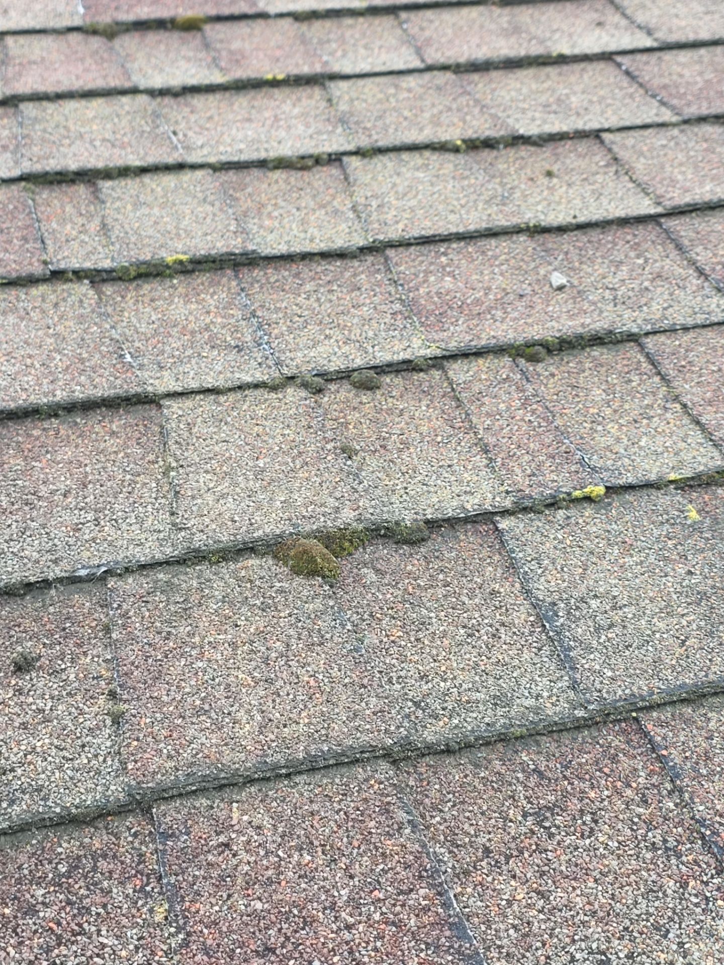 Roof Rejuvenation using Roof Maxx Treatment by Roof Maxx of Folsom