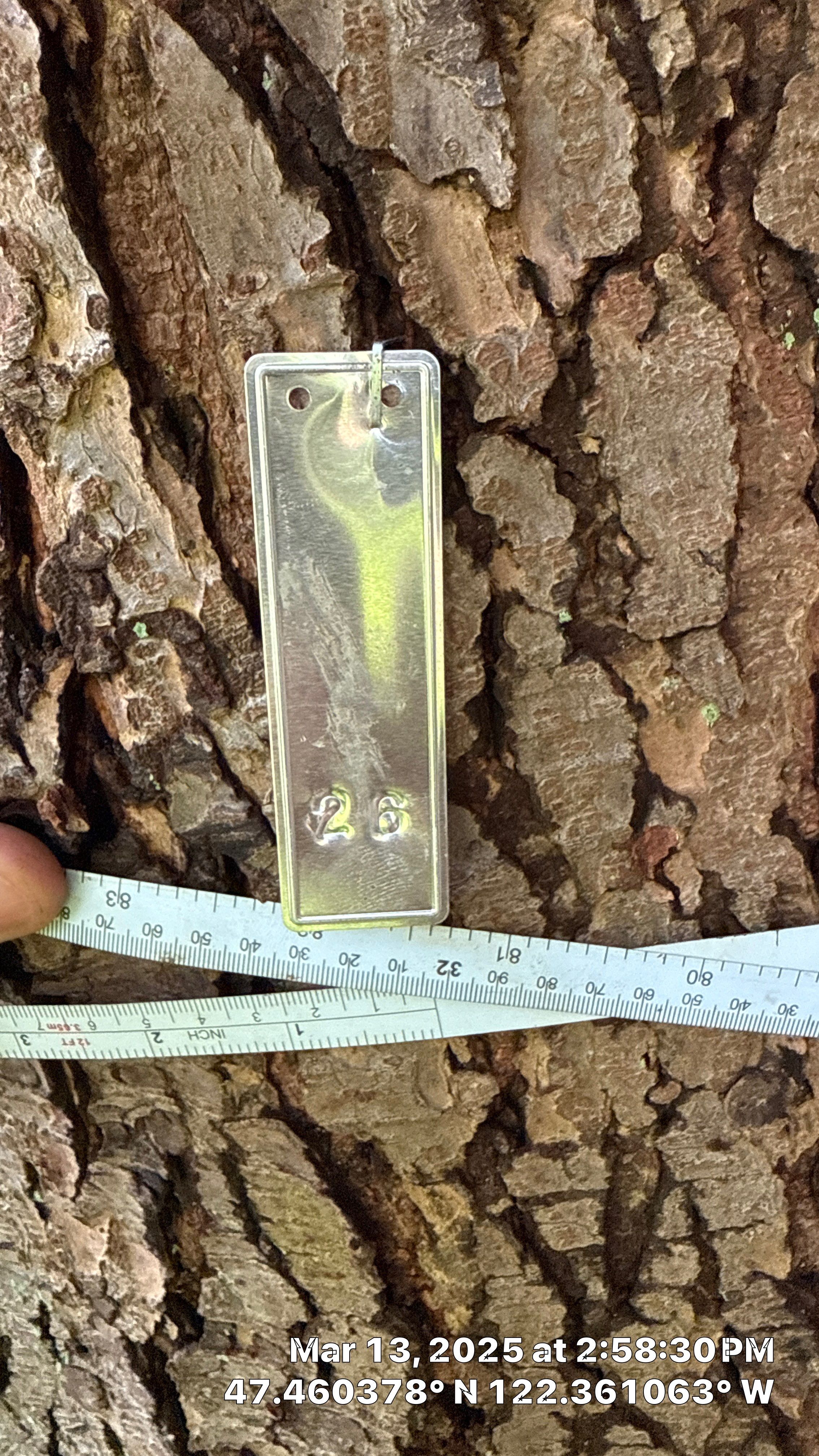 π Arborist Reporting & Tree Surveying β Code Compliance Project by Sound Tree Care LLC