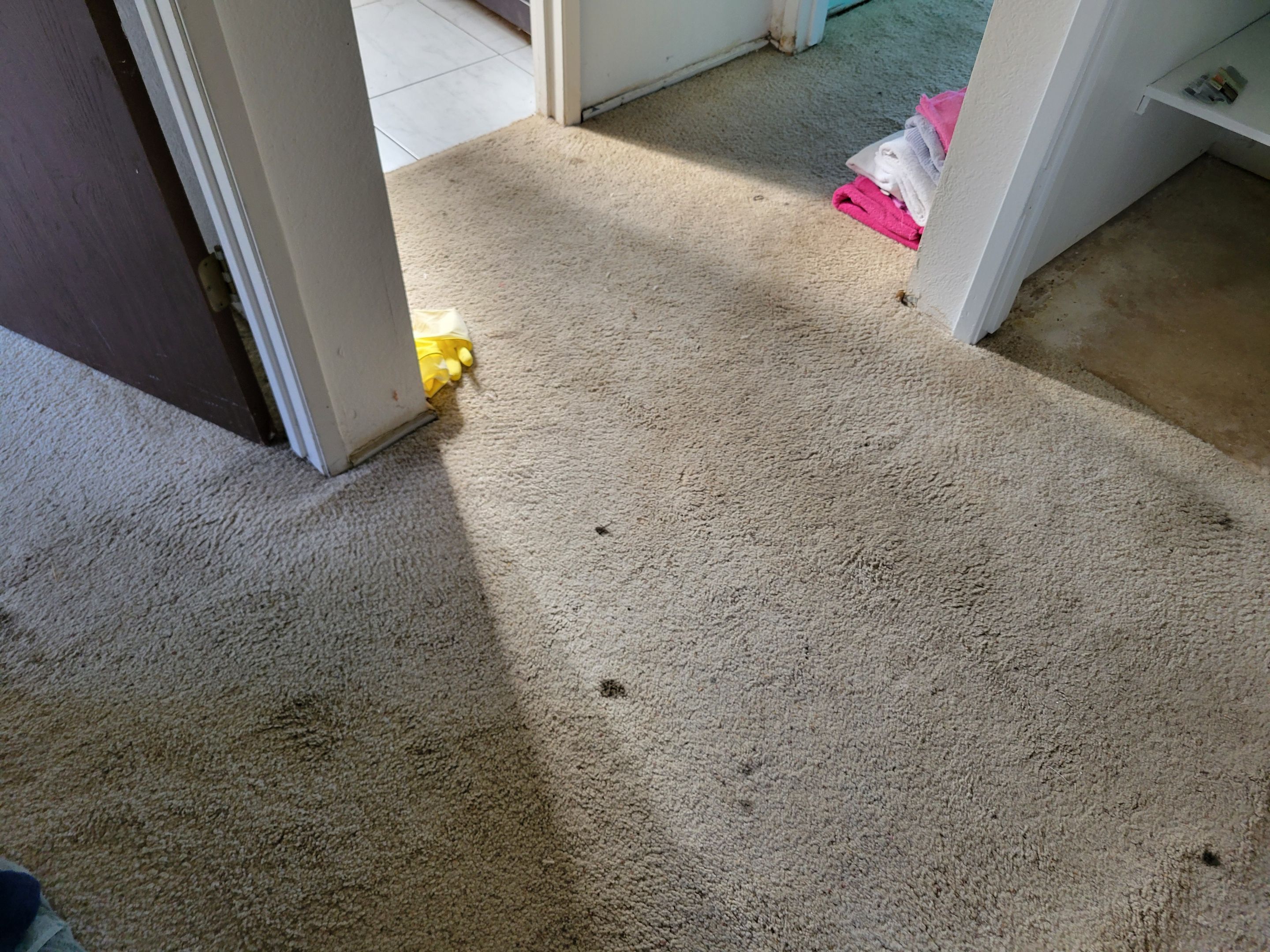Carpet Re-stretching & Cleaning in Rosemont by Ardent Carpet Restore LLC