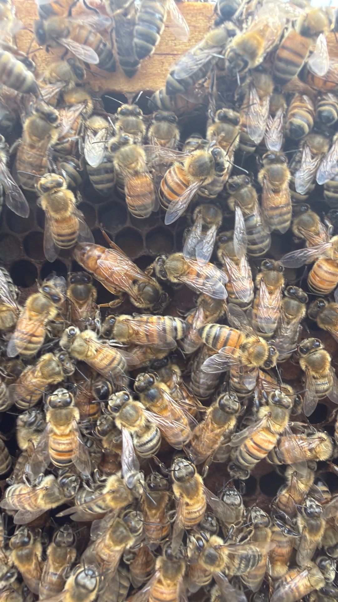 Hometown New Beek by Rockwall Honey Bee Company