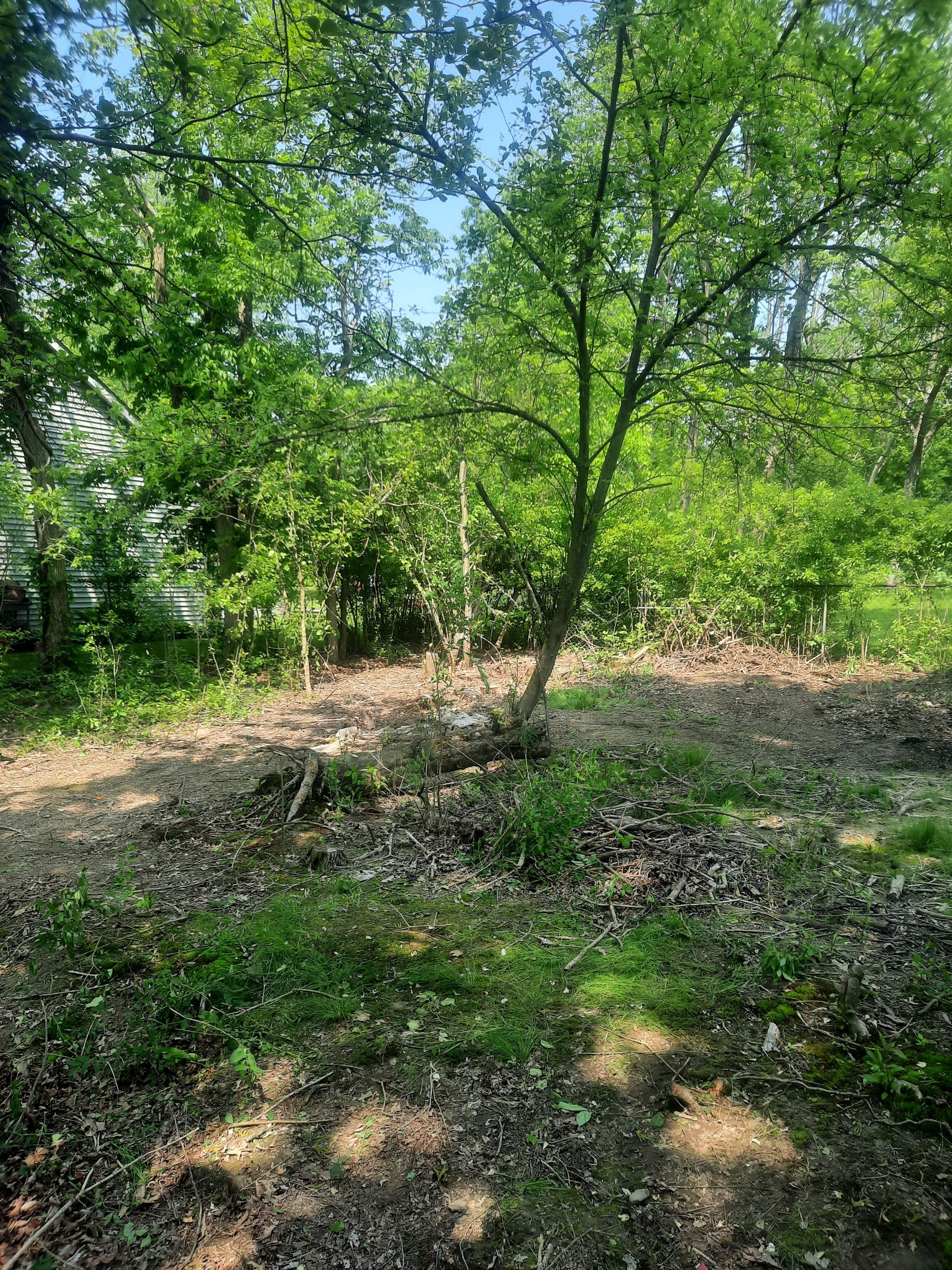 Tree Removal using Tree Removal by Mike Jones & Sons Tree Service LLC 