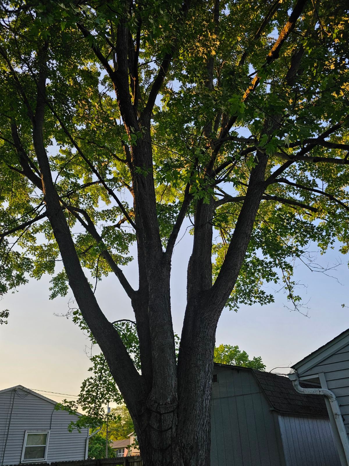 Tree Trimming using Tree Pruing by Mike Jones & Sons Tree Service LLC 