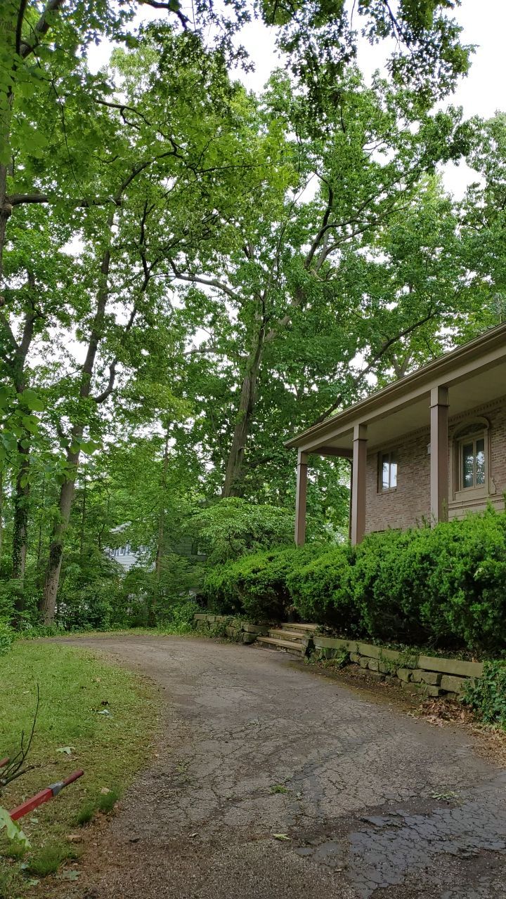 Tree Trimming using Tree Pruing by Mike Jones & Sons Tree Service LLC 