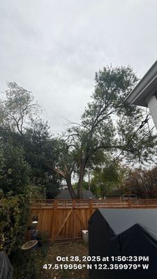Emergency Removal of Storm-Damaged Elm Stem in Seattle, WA