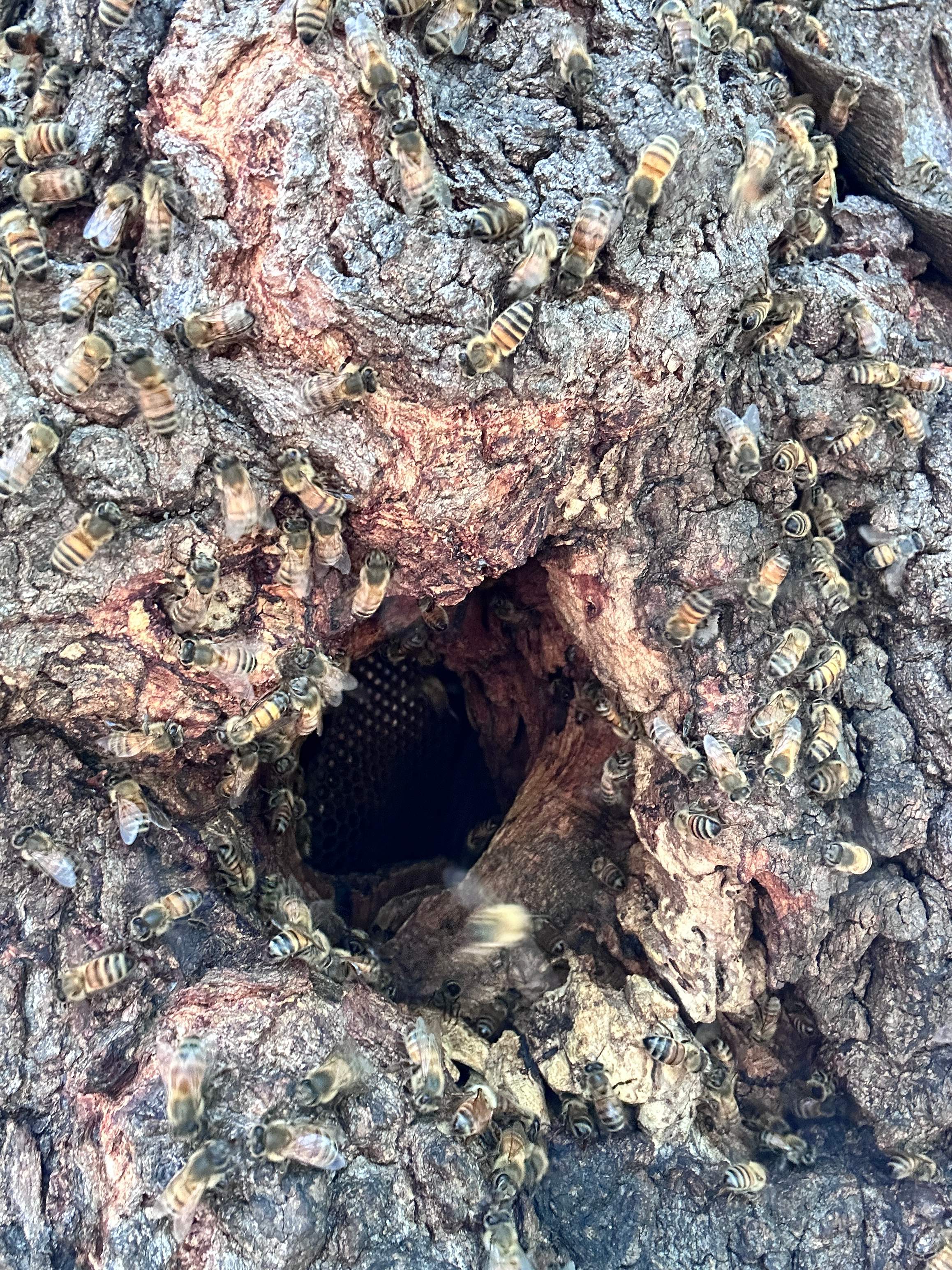 Two More Trees, One More Yard by Rockwall Honey Bee Company