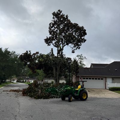 Deerwood Resident | Tree Removal