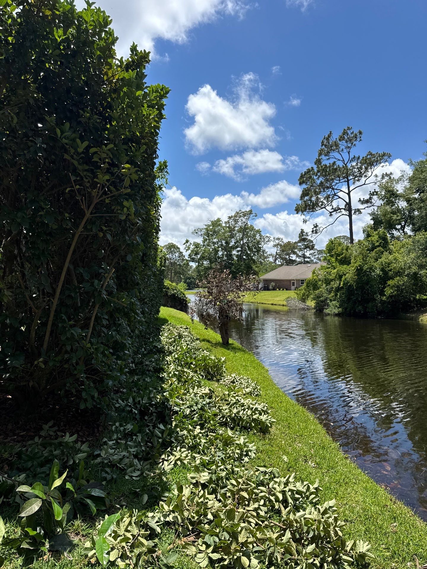 Deerwood Resident | Tree Trimming by ProGreen Services