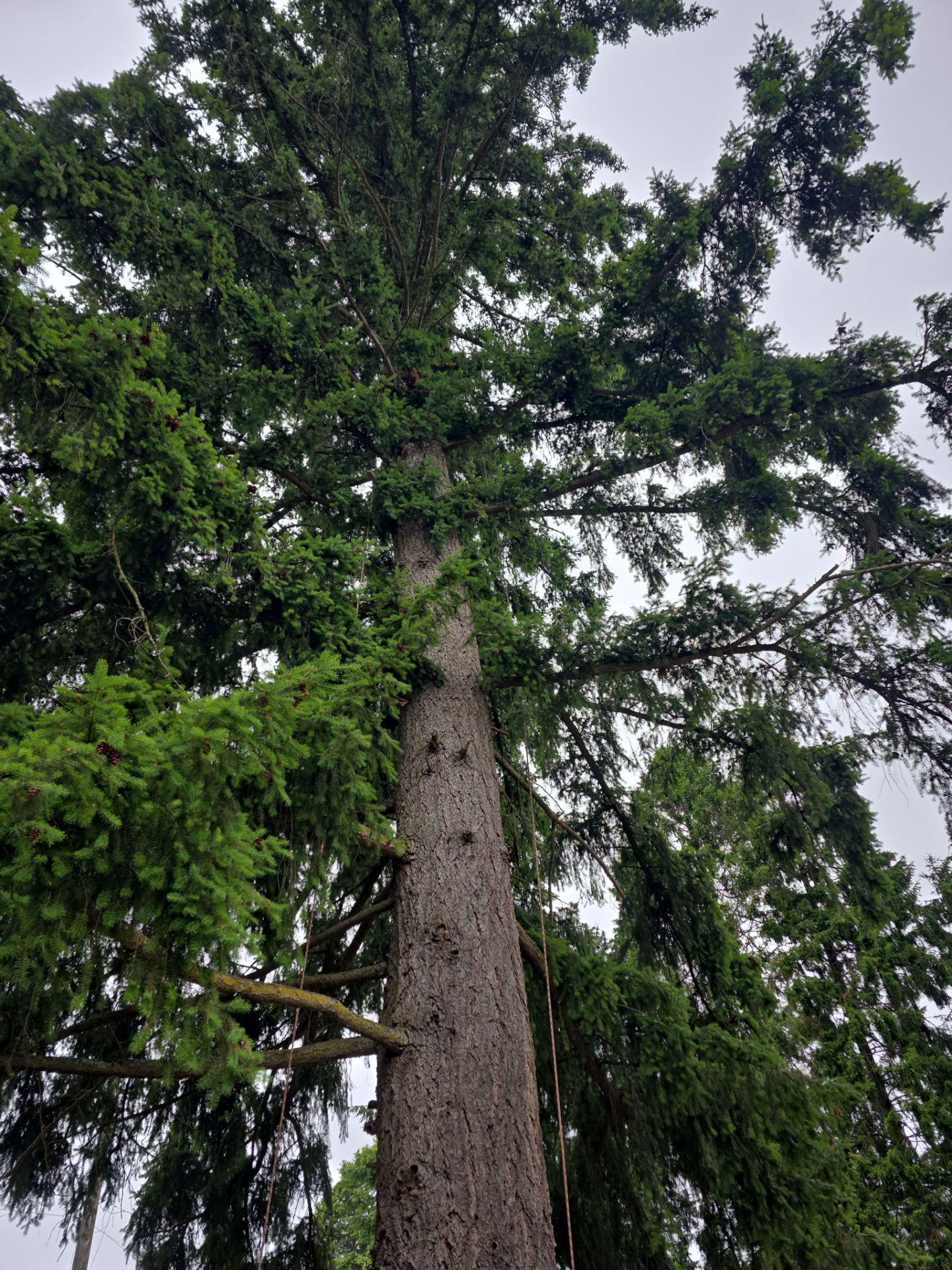 Tree Trimming by Sound Tree Care LLC