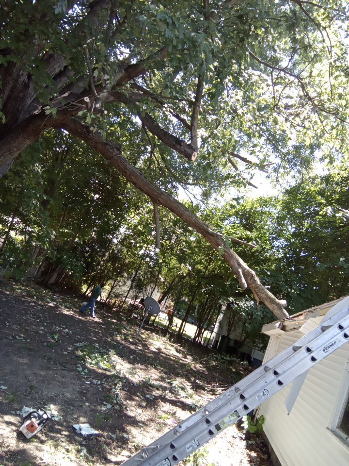 Storm Damaged Tree Removal  using Tree Removal by Mike Jones & Sons Tree Service LLC 