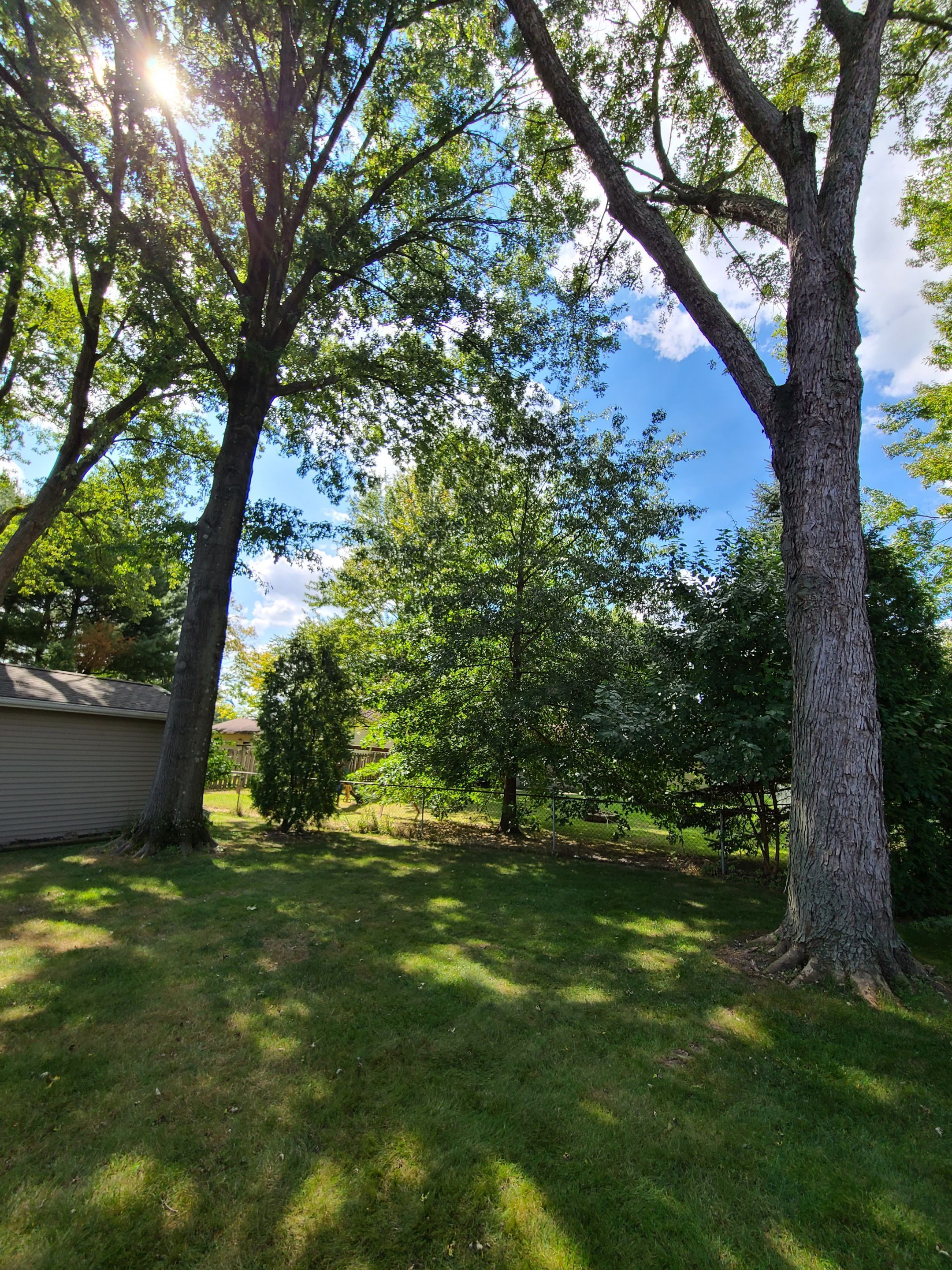 Oak Tree Removal by Mike Jones & Sons Tree Service LLC 