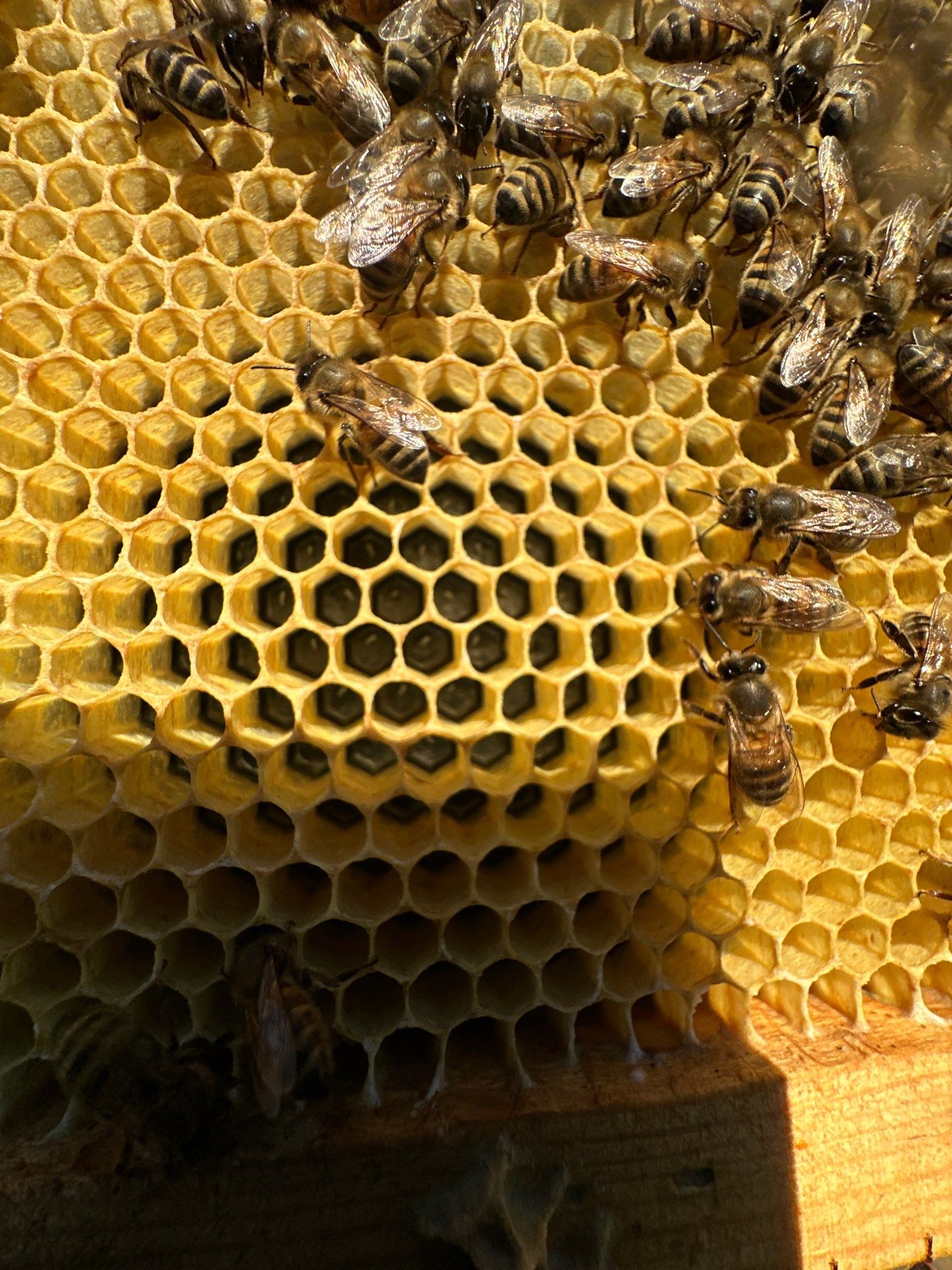 Richdardson Corporate Bees by Rockwall Honey Bee Company